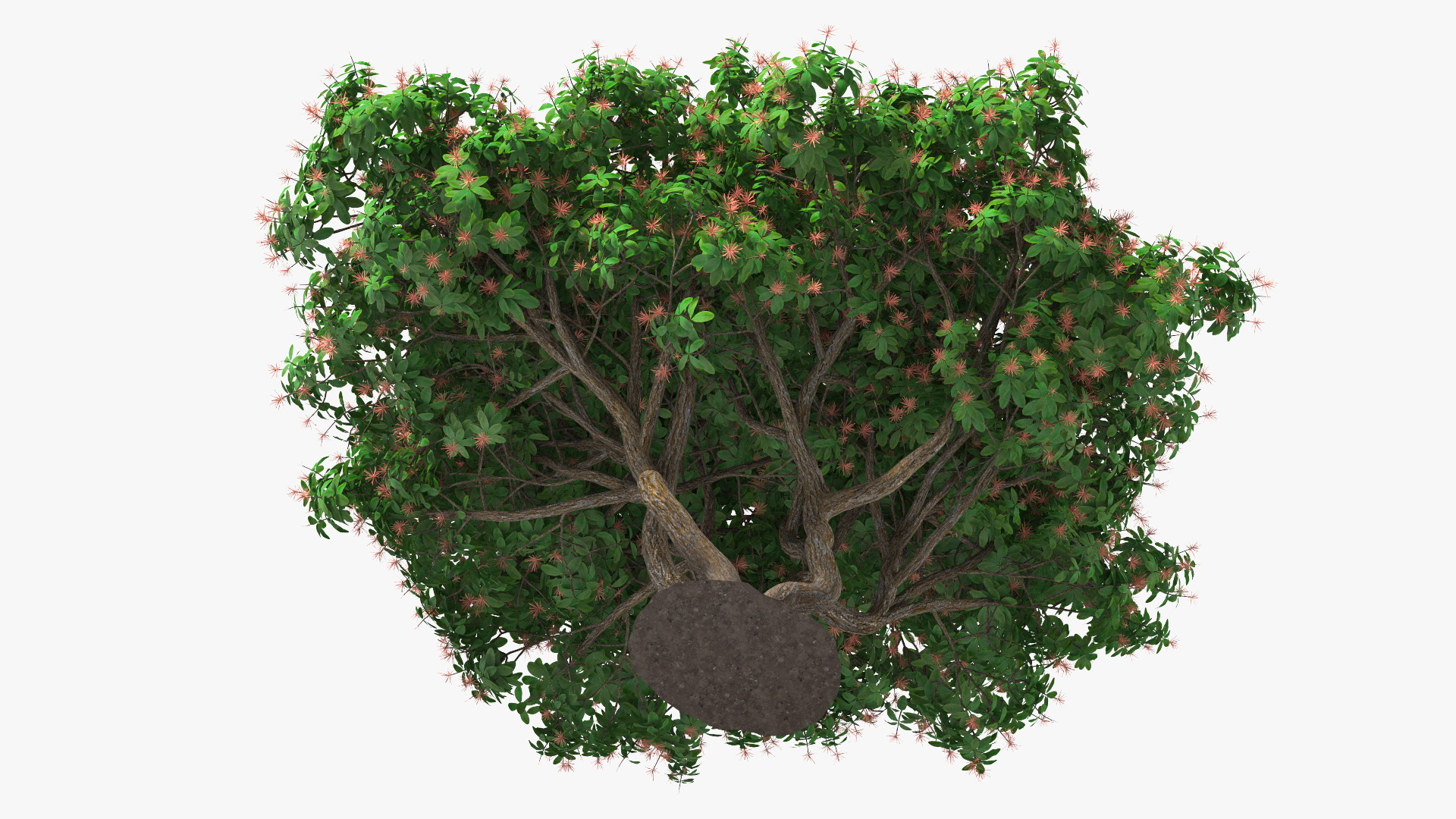 3D Rhododendron Foliage with Twigs
