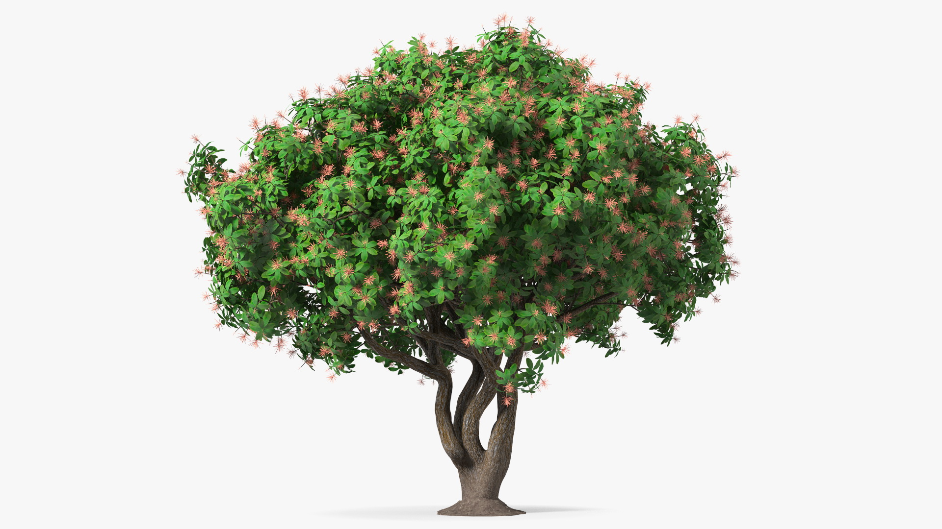 3D Rhododendron Foliage with Twigs
