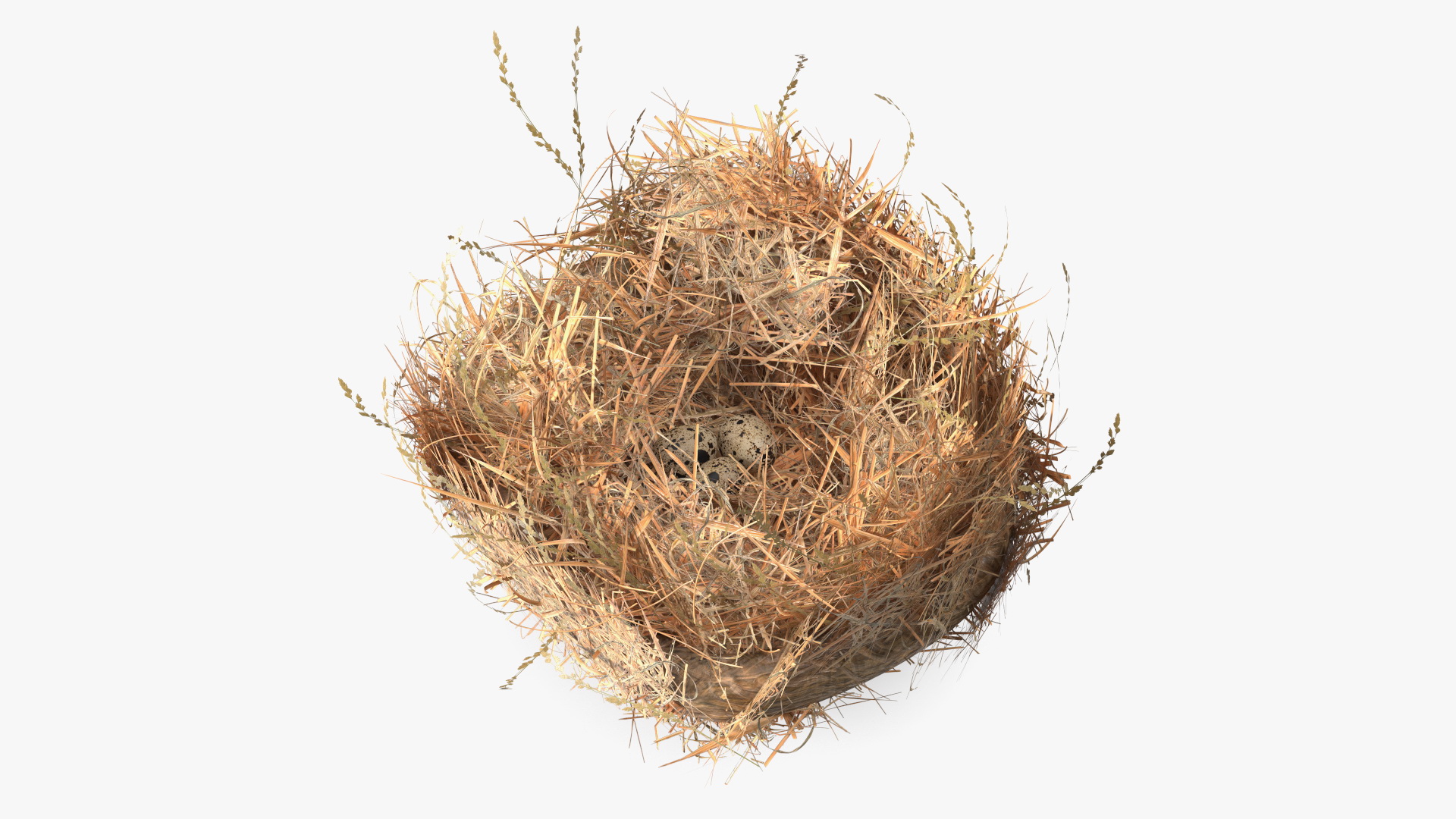 3D Straw Nest with Quail Eggs