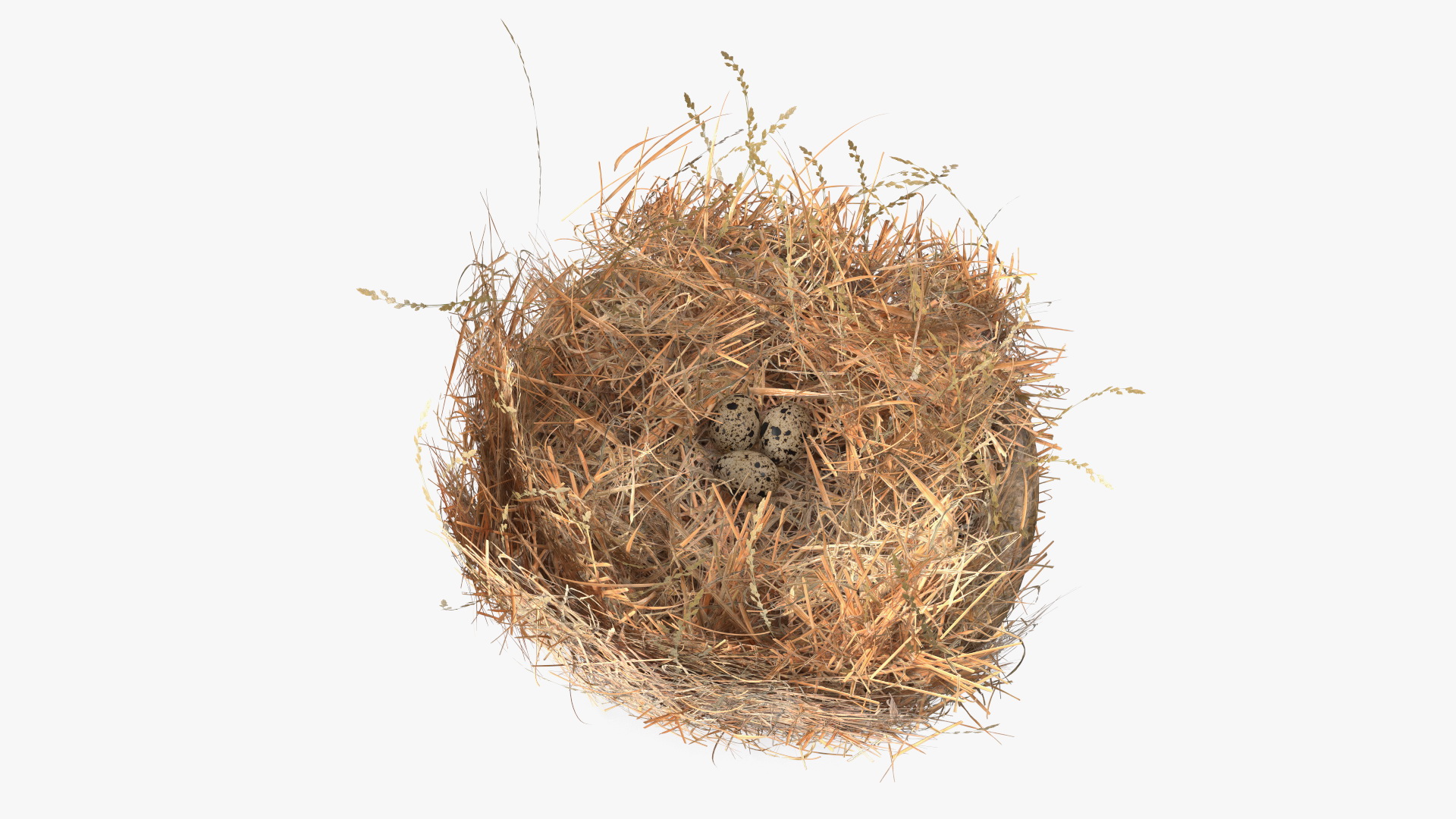 3D Straw Nest with Quail Eggs