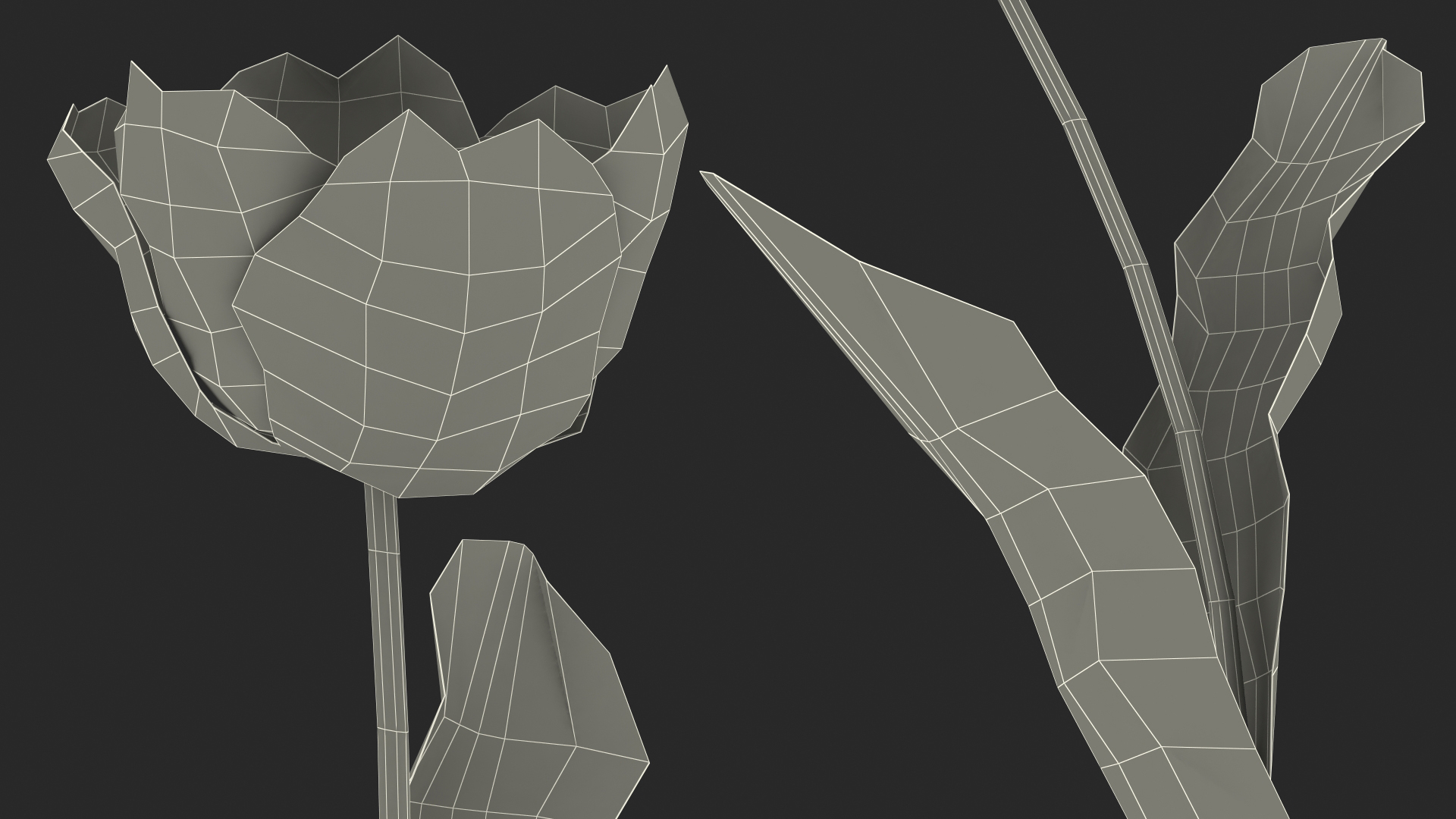 Blooming Red-Yellow Tulip Flower 3D