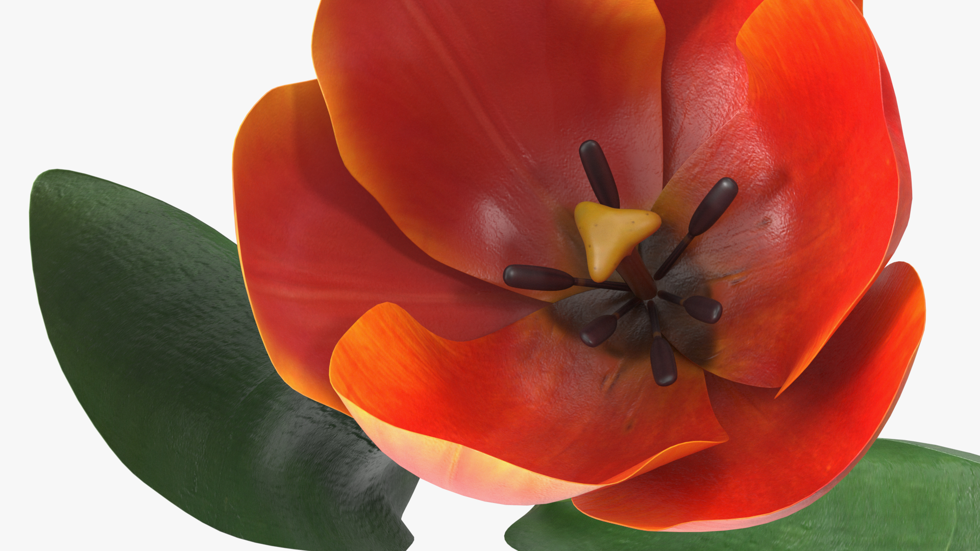 Blooming Red-Yellow Tulip Flower 3D