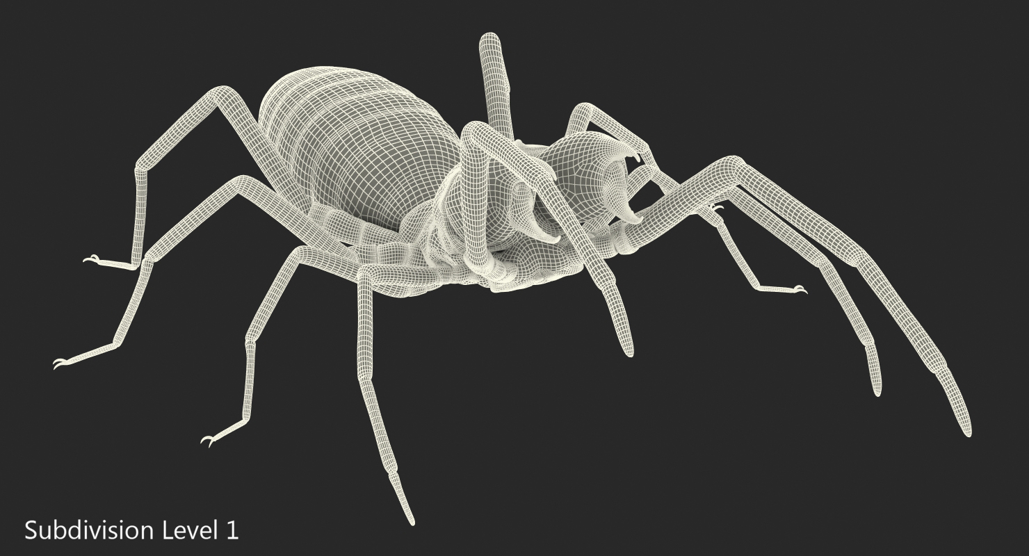 3D Camel Spider Rigged with Fur model