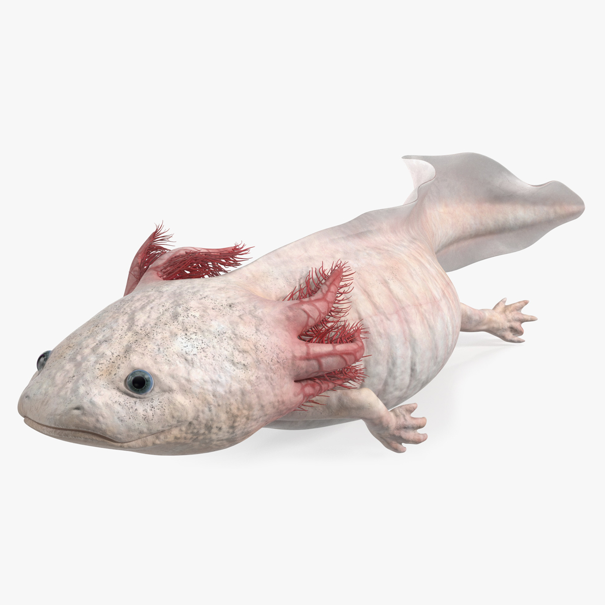 3D model Axolotl Albino Rigged for Maya