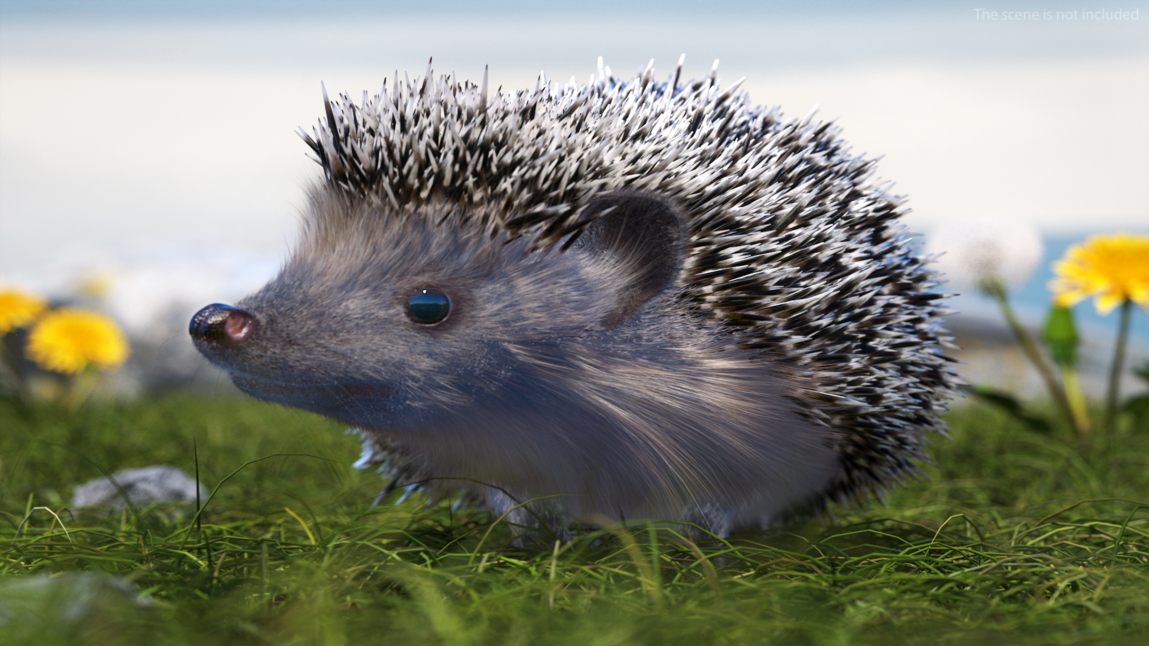 Black Hedgehog Standing Fur 3D