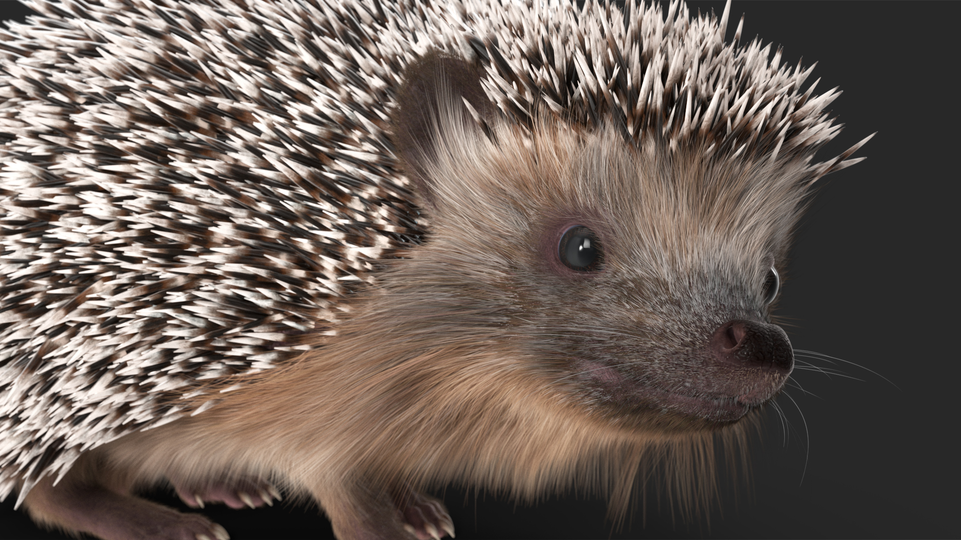 Black Hedgehog Standing Fur 3D