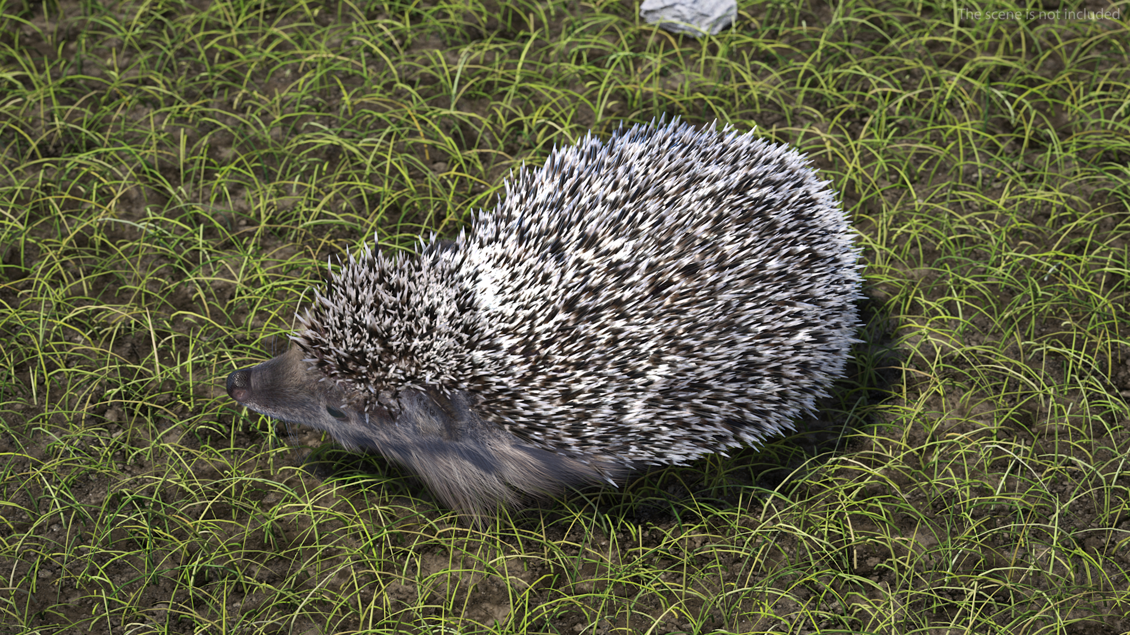 Black Hedgehog Standing Fur 3D