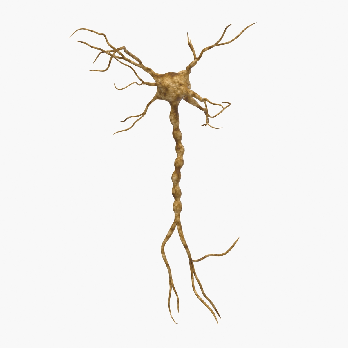 3D model Neuron