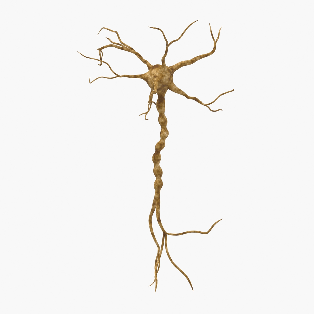 3D model Neuron