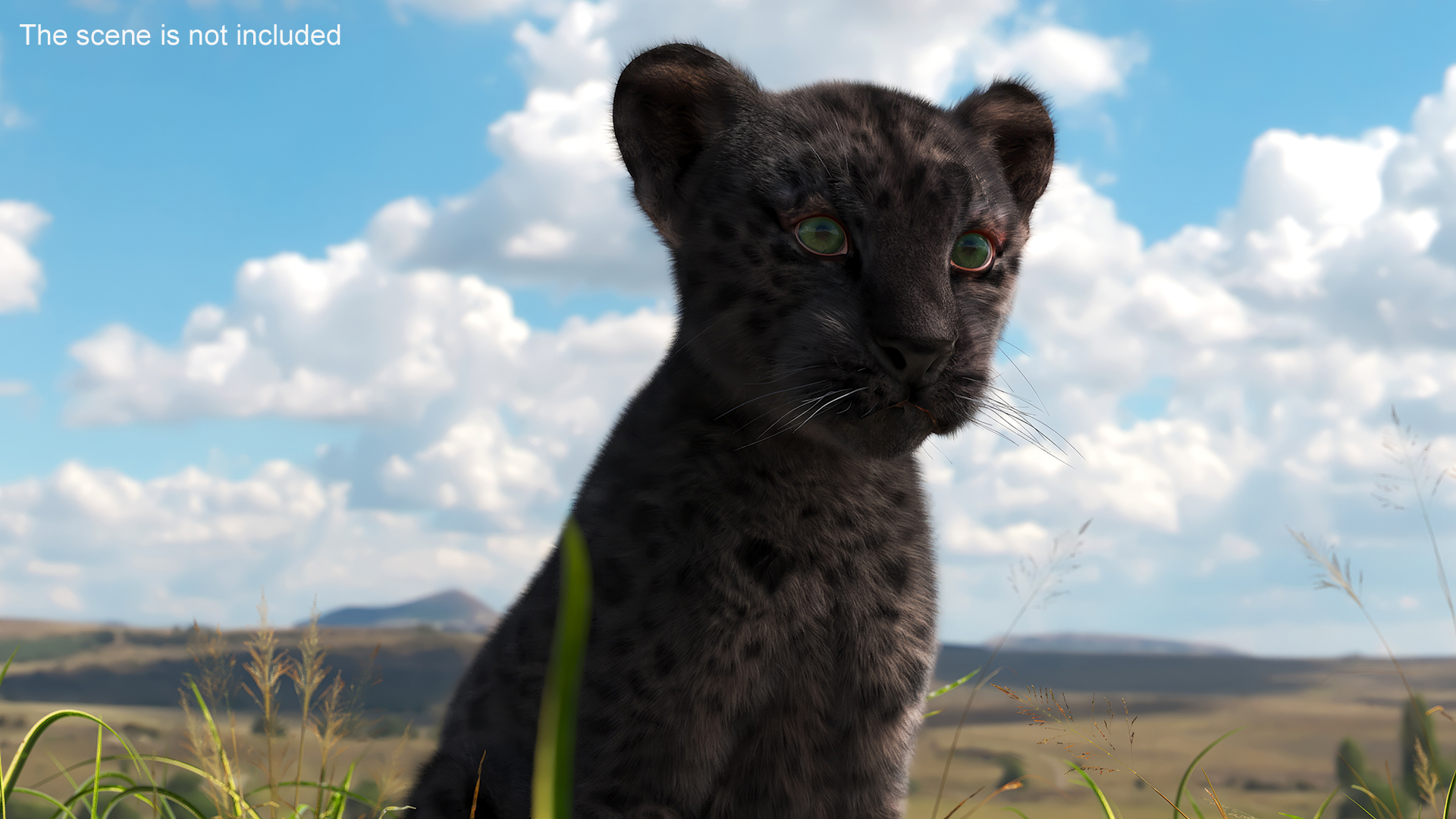 Black Leopard Cub Sitting Pose with Fur 3D model