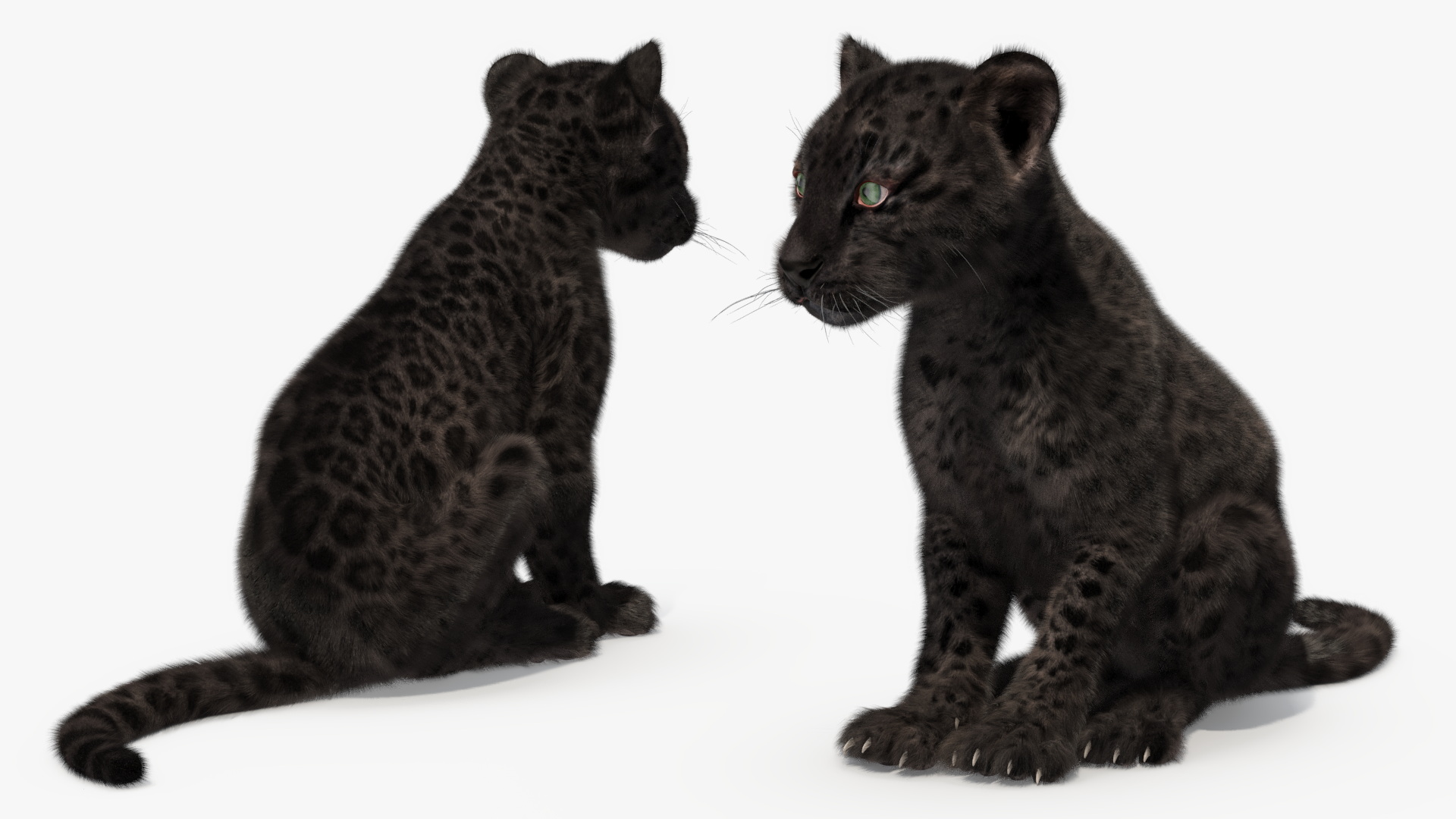 Black Leopard Cub Sitting Pose with Fur 3D model