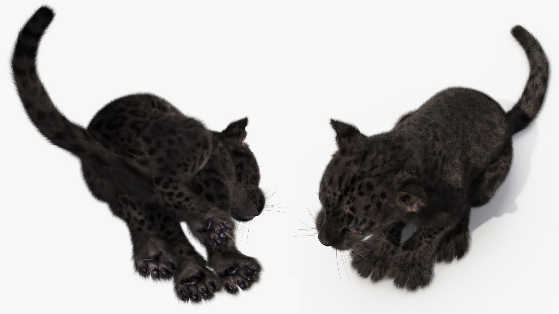 Black Leopard Cub Sitting Pose with Fur 3D model