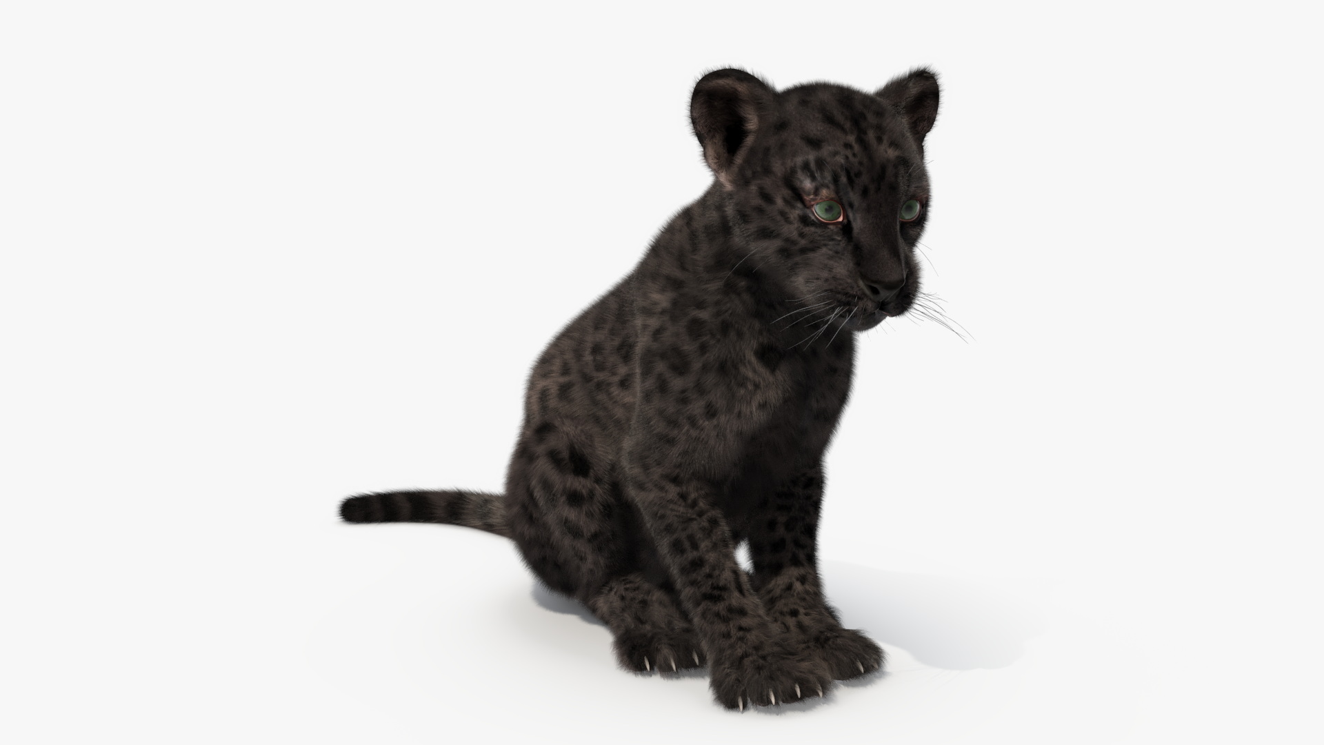 Black Leopard Cub Sitting Pose with Fur 3D model