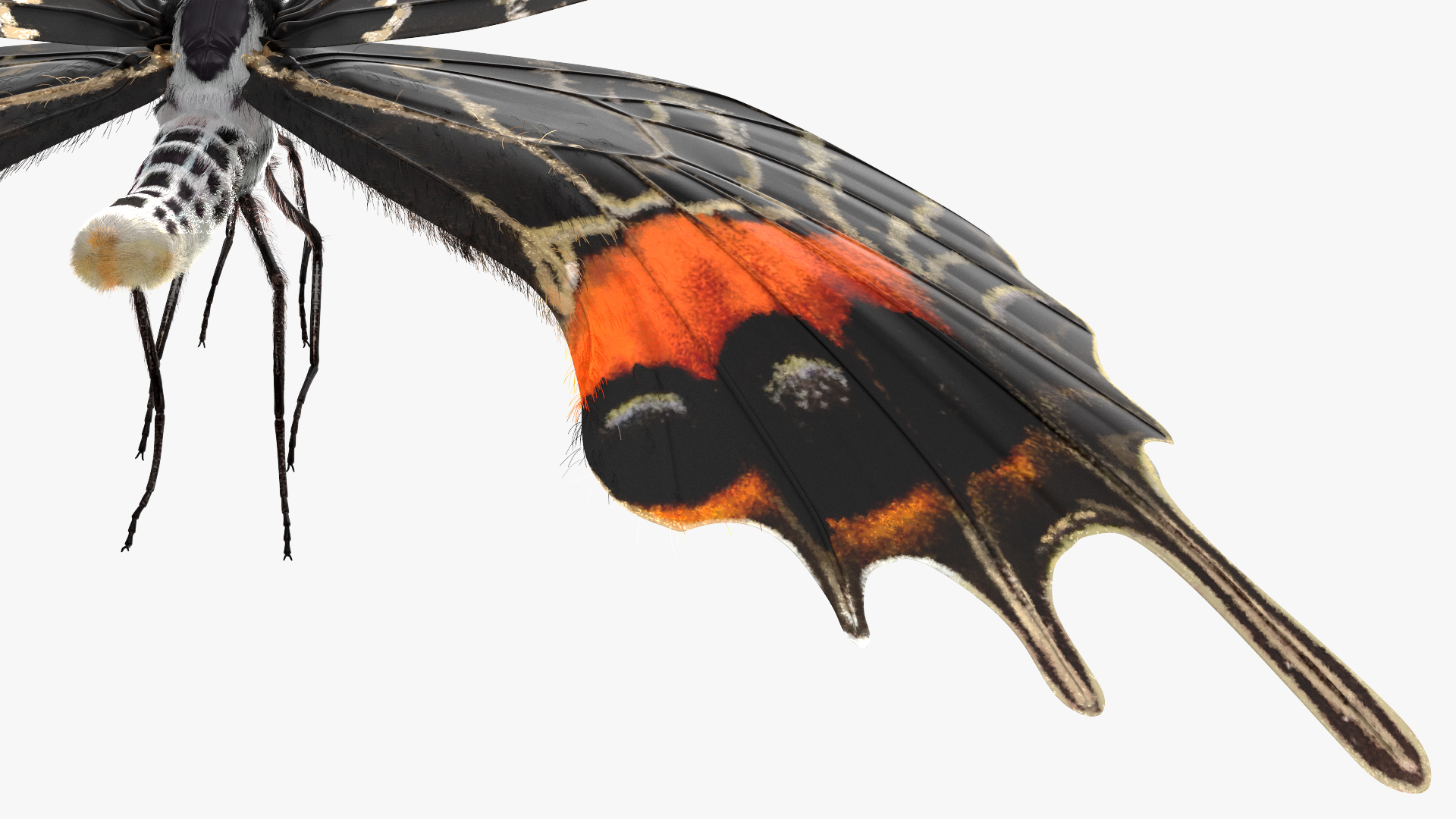 Animated Flight Bhutan Glory Butterfly with Fur 3D