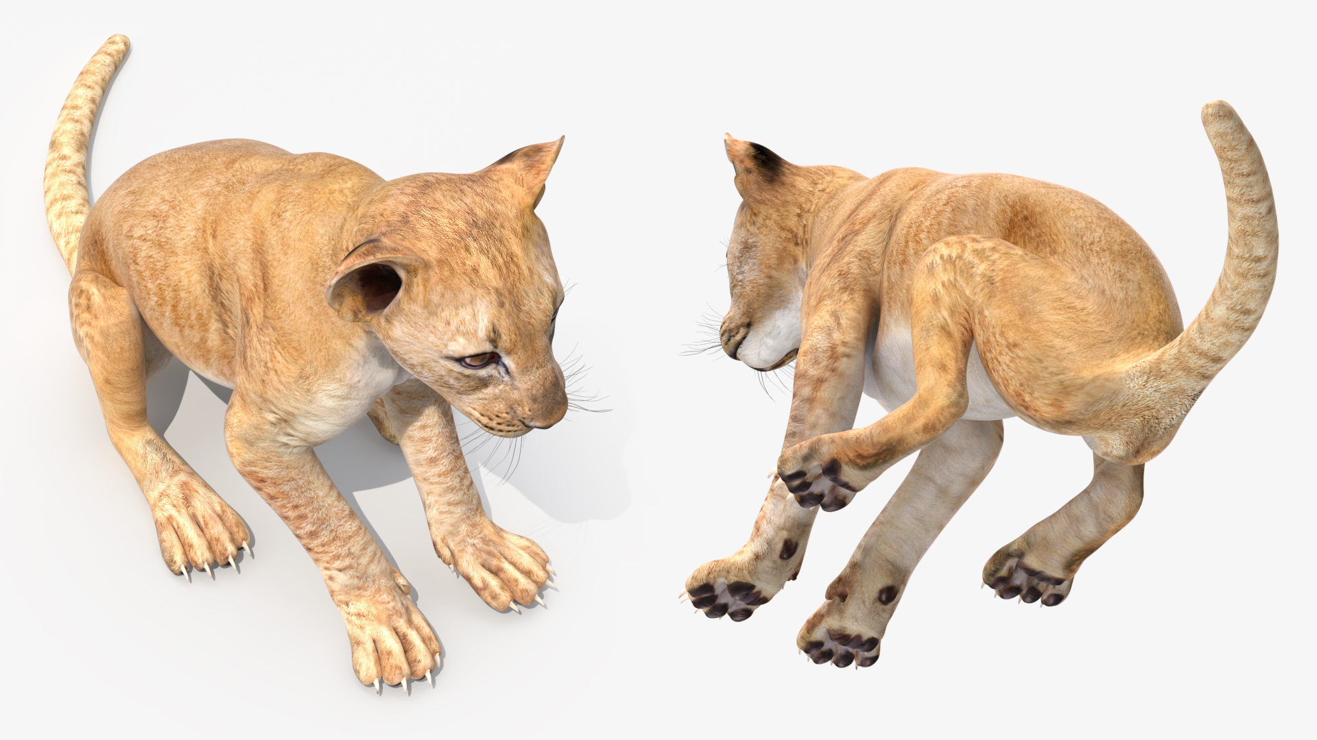 3D Lion Cub Sitting