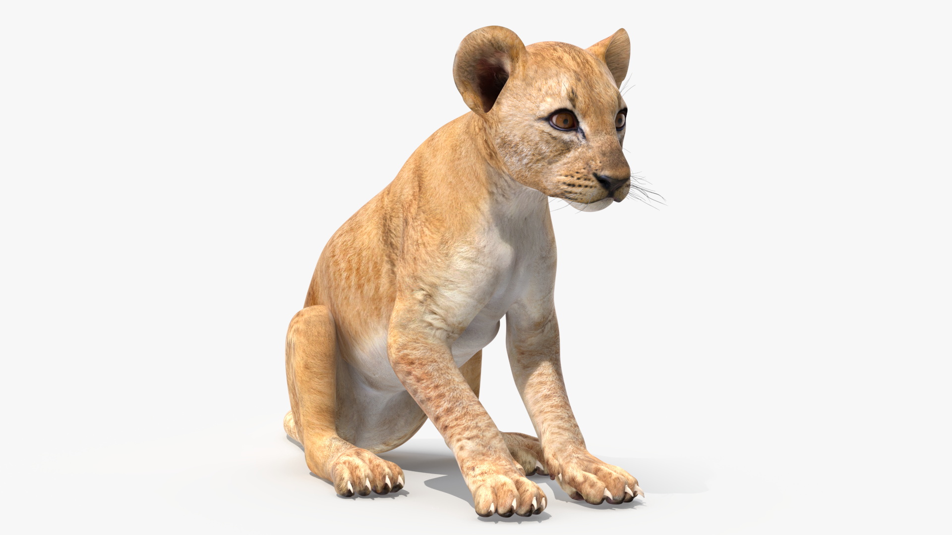 3D Lion Cub Sitting