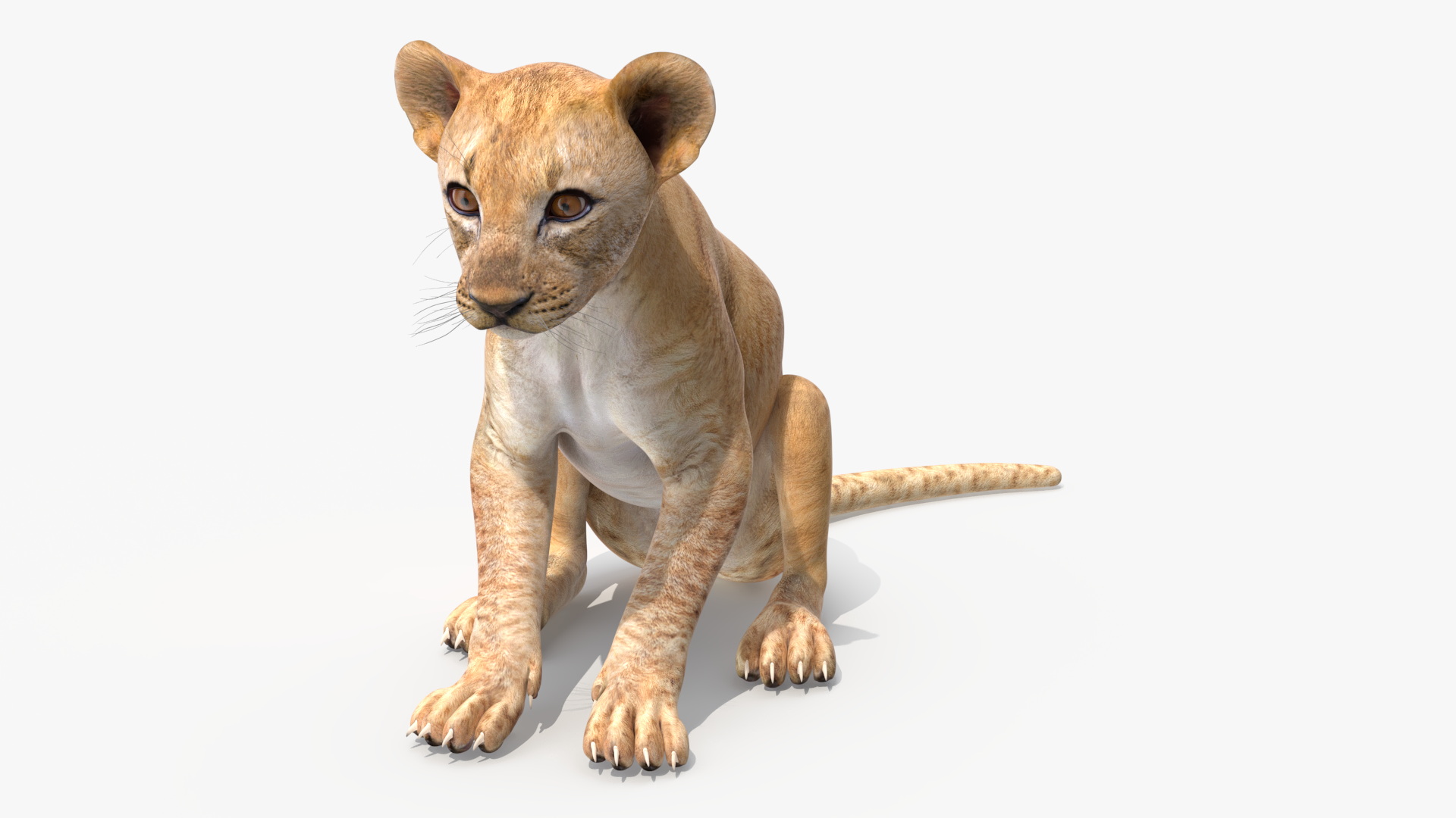 3D Lion Cub Sitting