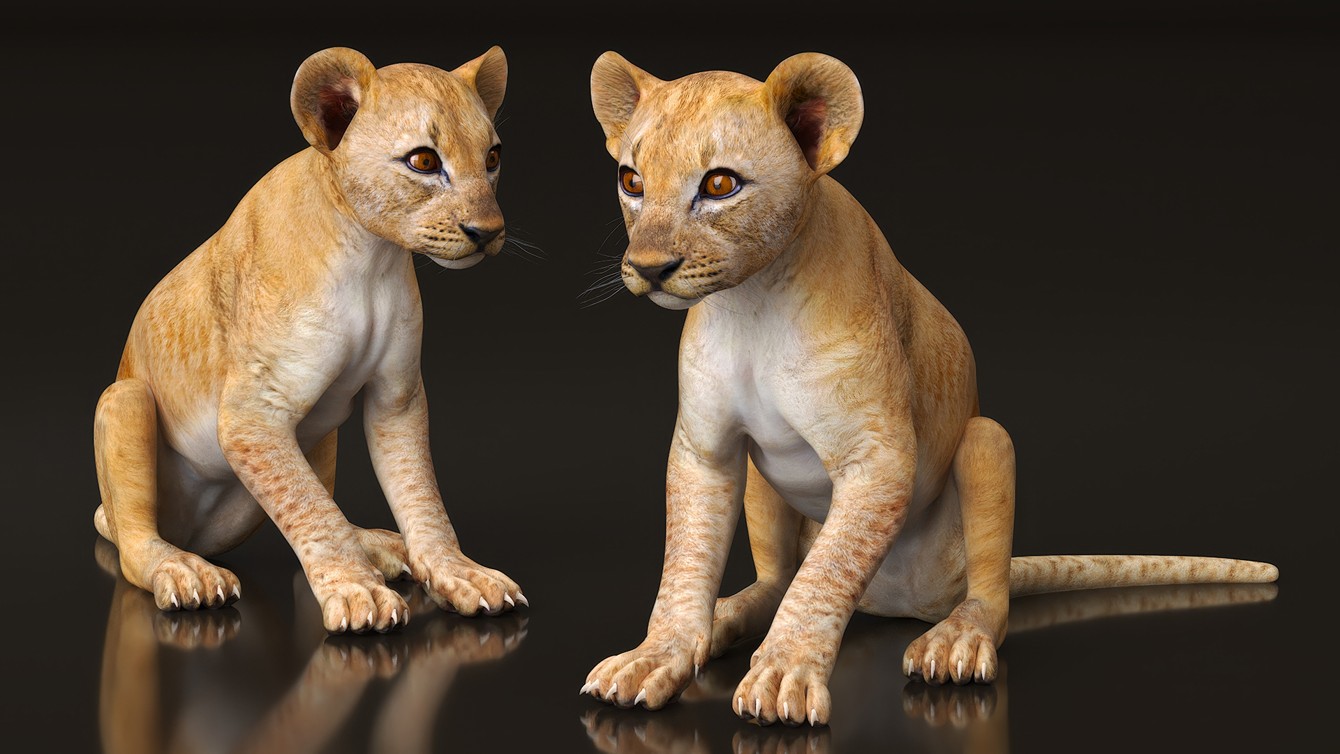 3D Lion Cub Sitting