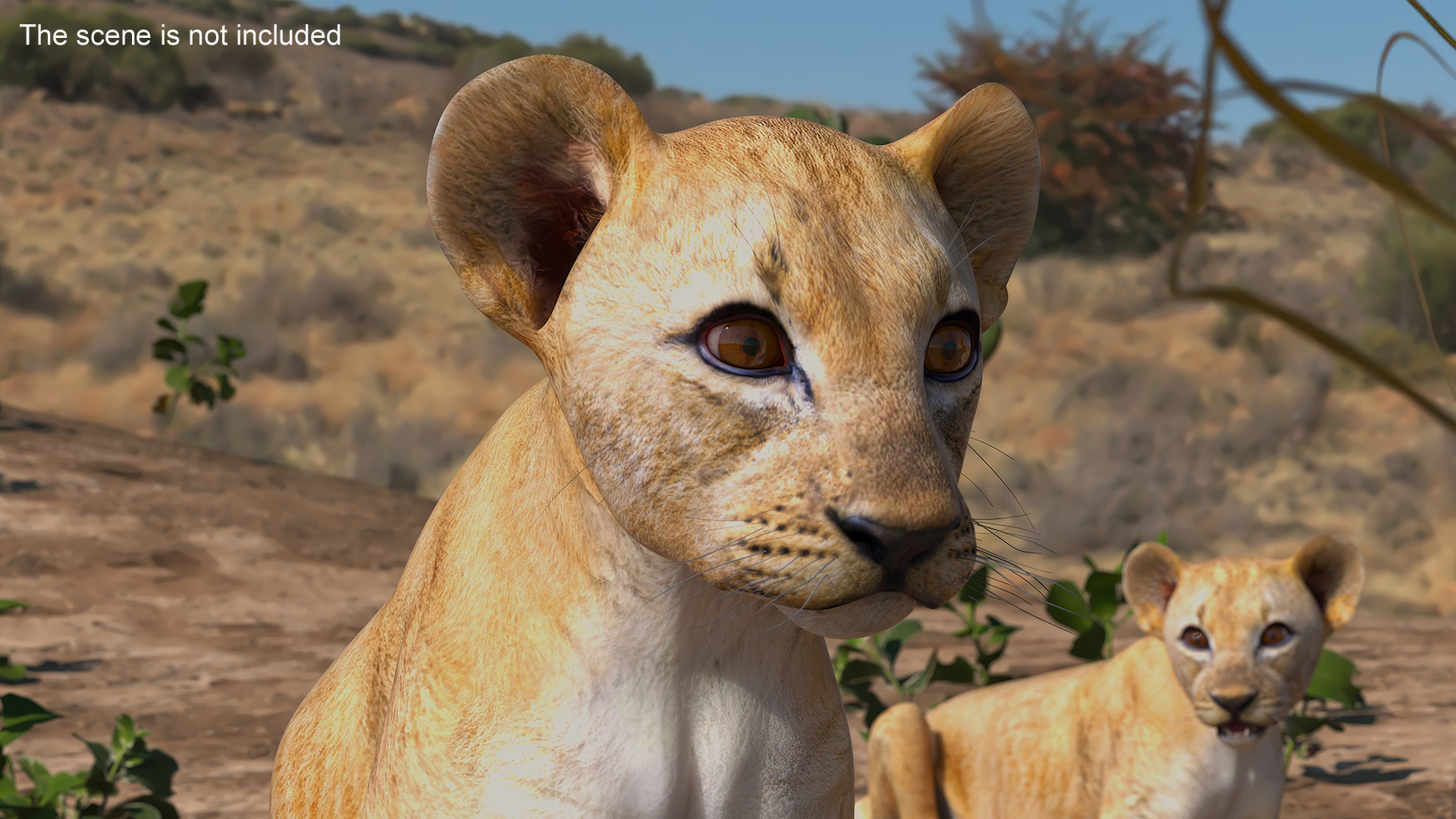 3D Lion Cub Sitting