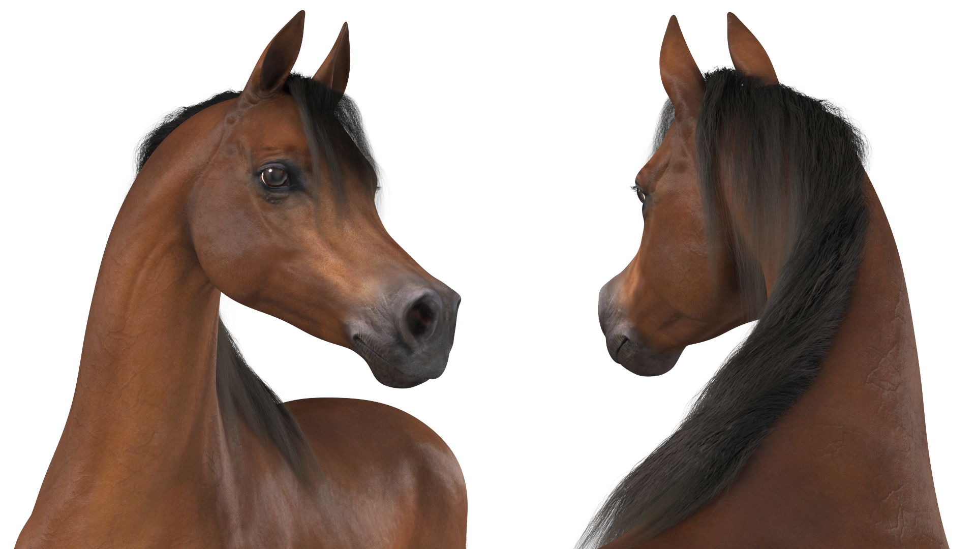 Arabian Horse Brown Stand Pose Fur 3D model
