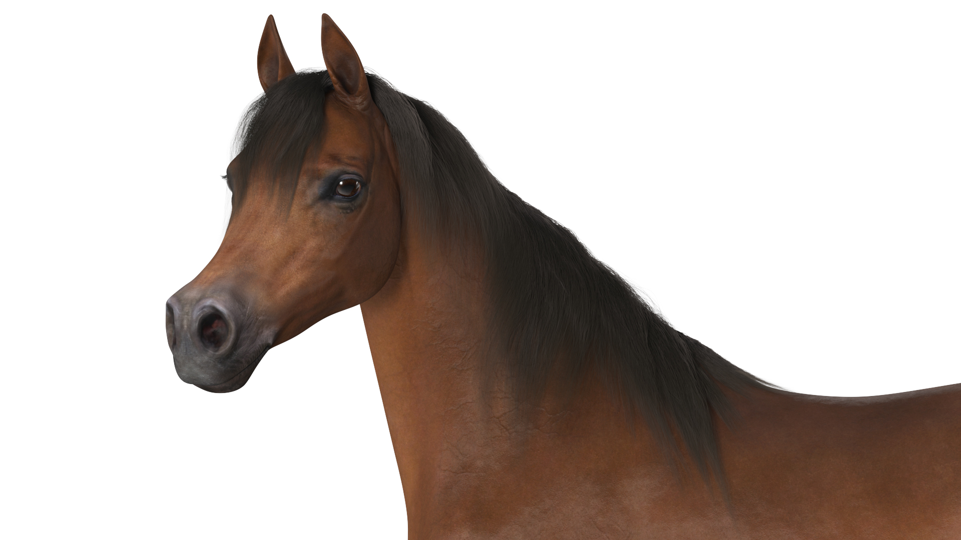 Arabian Horse Brown Stand Pose Fur 3D model