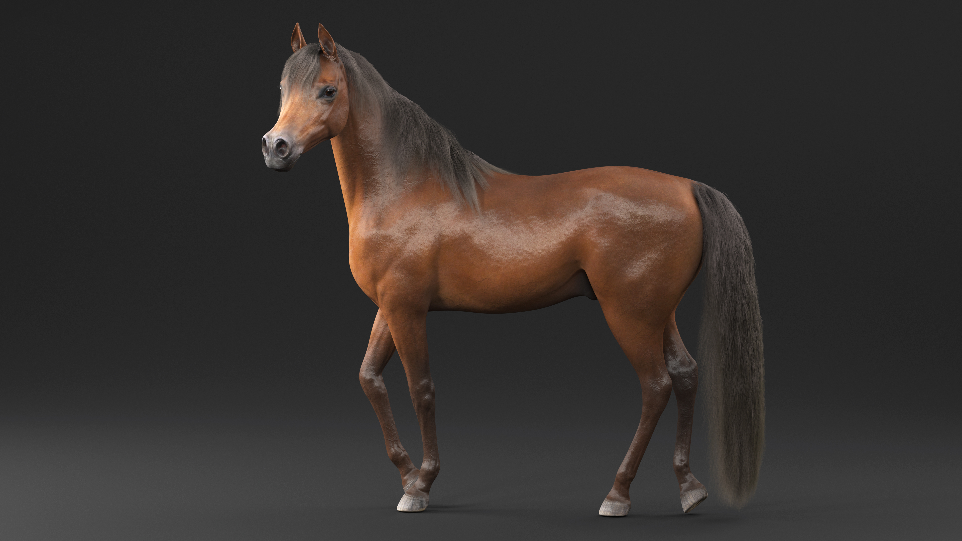 Arabian Horse Brown Stand Pose Fur 3D model