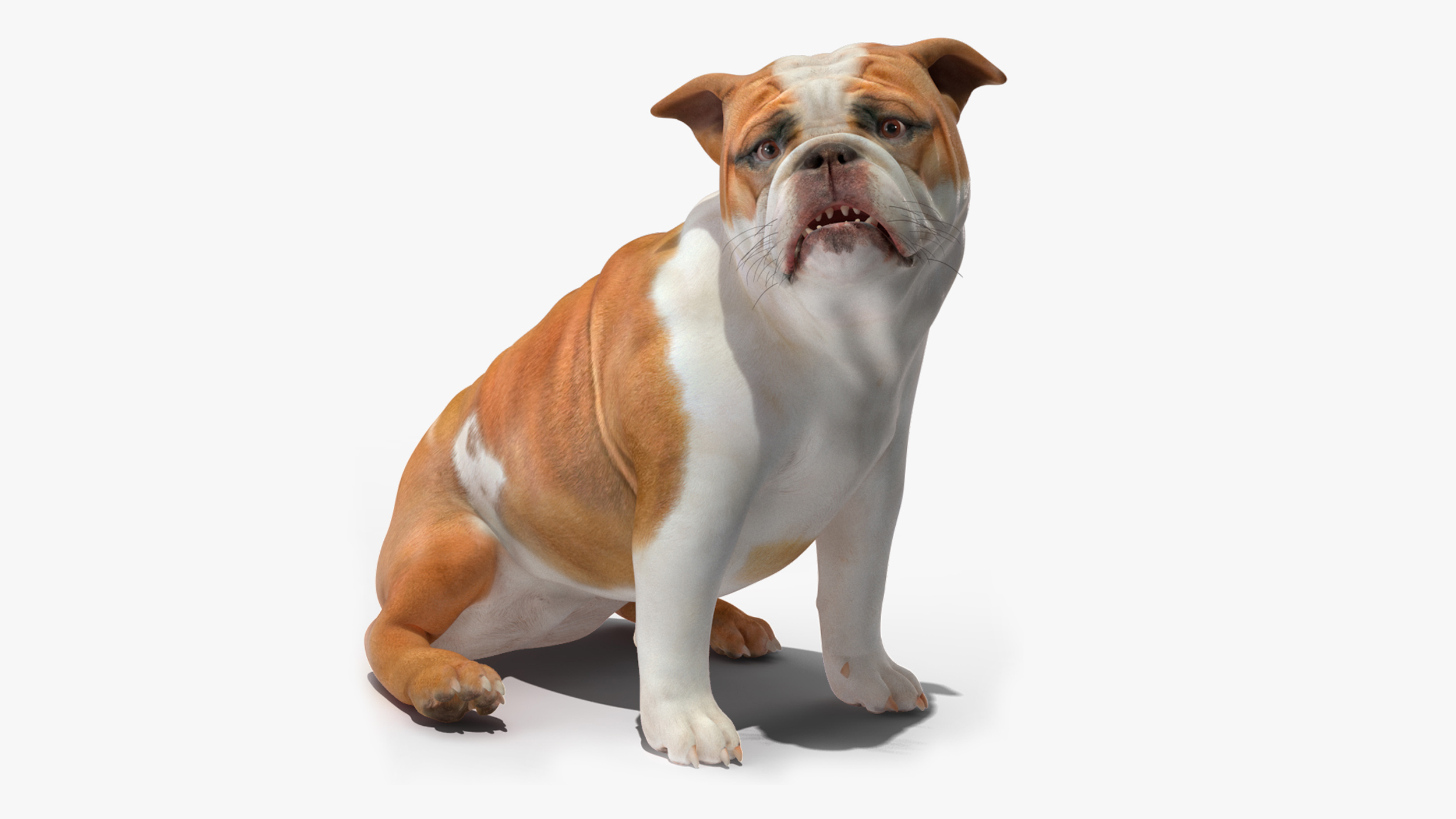 3D Bulldog Rigged for Maya model