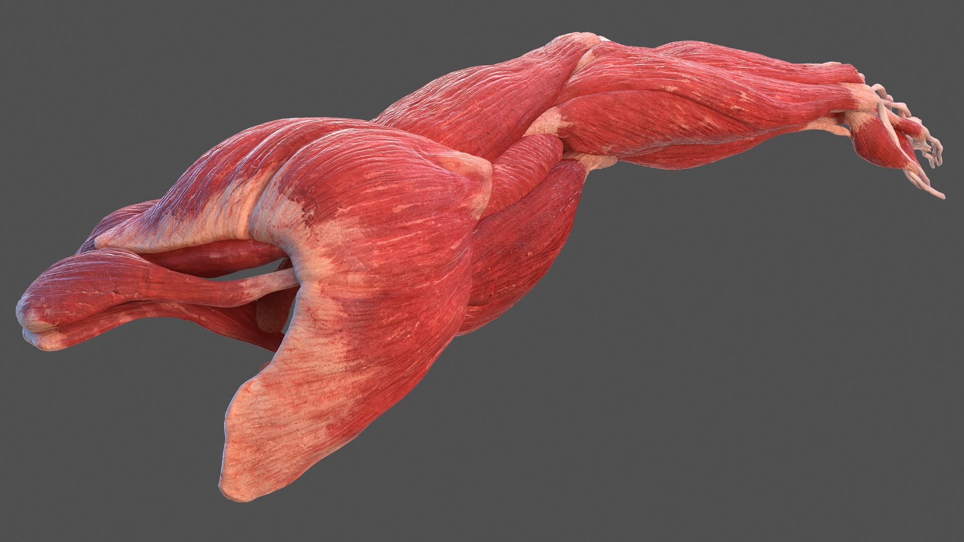 3D model Male Arm Full Anatomy and Skin