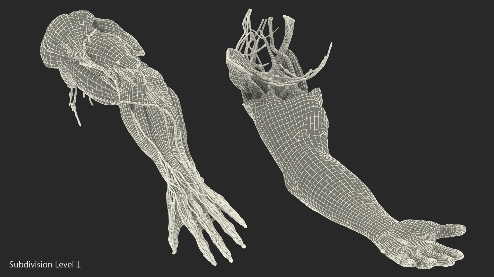 3D model Male Arm Full Anatomy and Skin