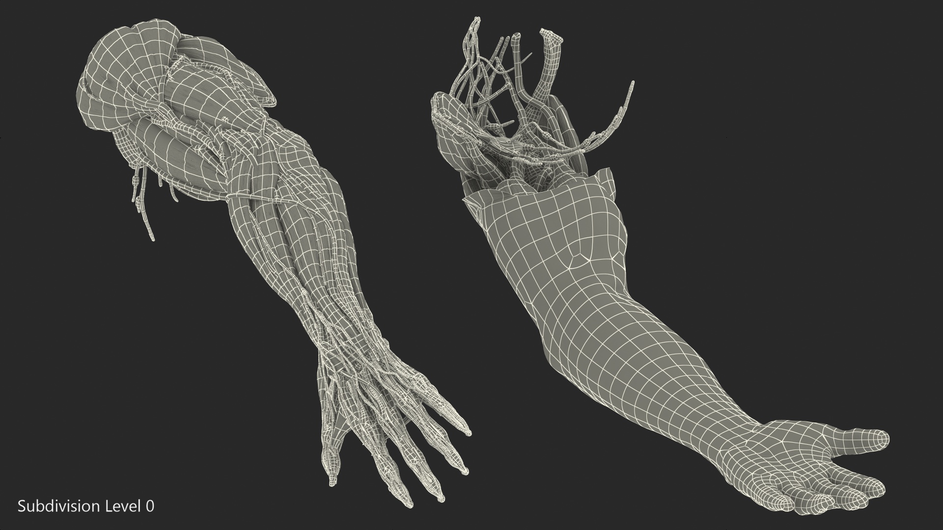 3D model Male Arm Full Anatomy and Skin
