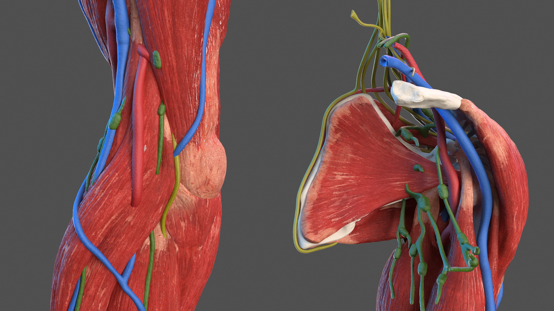 3D model Male Arm Full Anatomy and Skin
