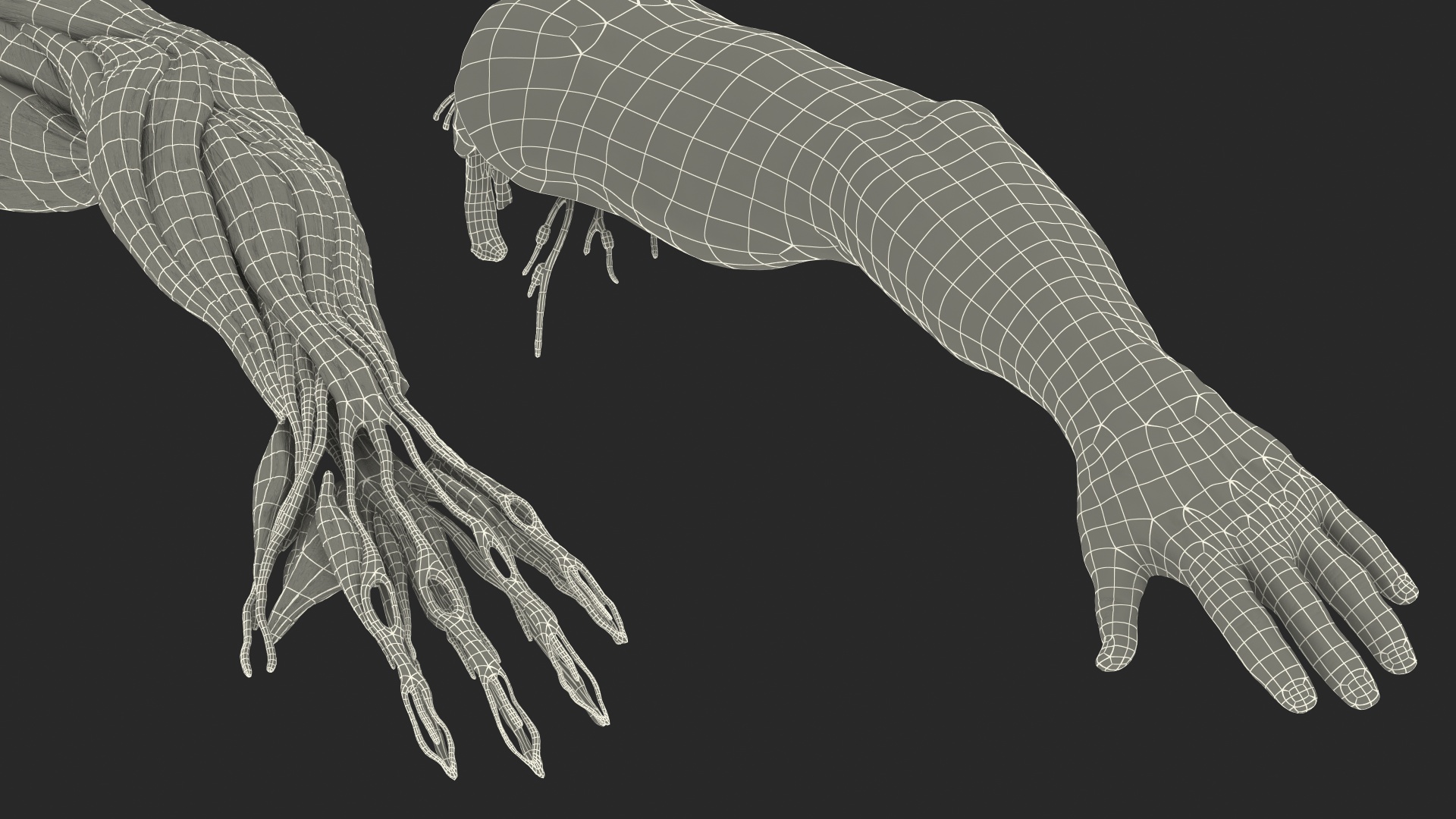 3D model Male Arm Full Anatomy and Skin