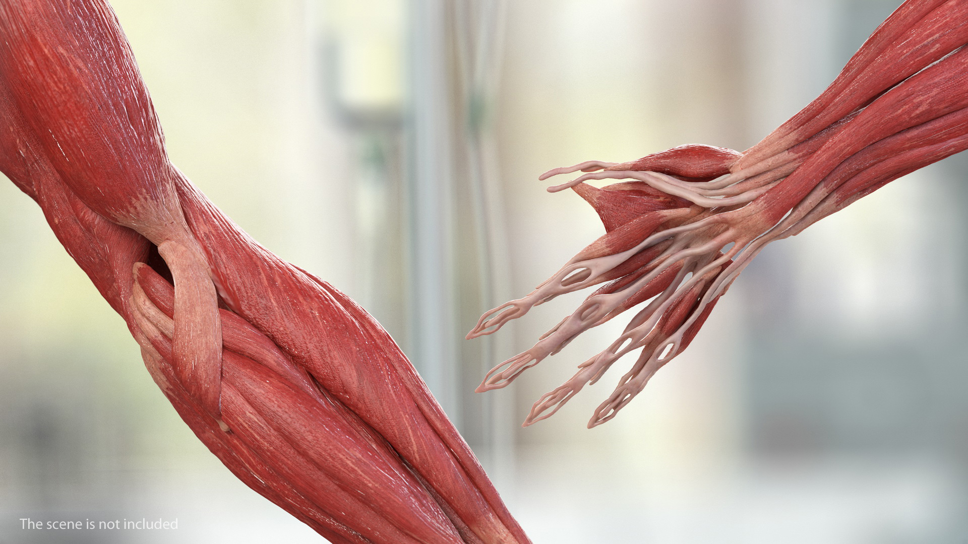 3D model Male Arm Full Anatomy and Skin