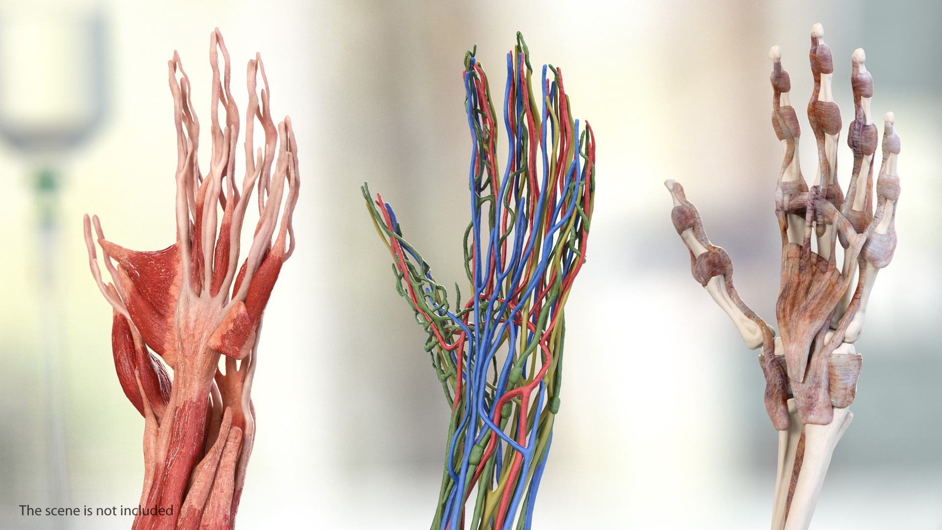 3D model Male Arm Full Anatomy and Skin