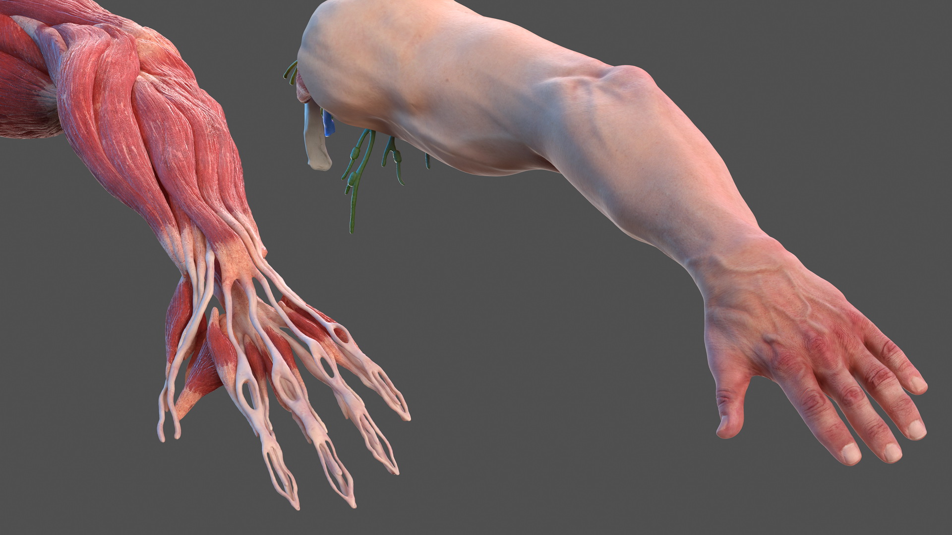 3D model Male Arm Full Anatomy and Skin