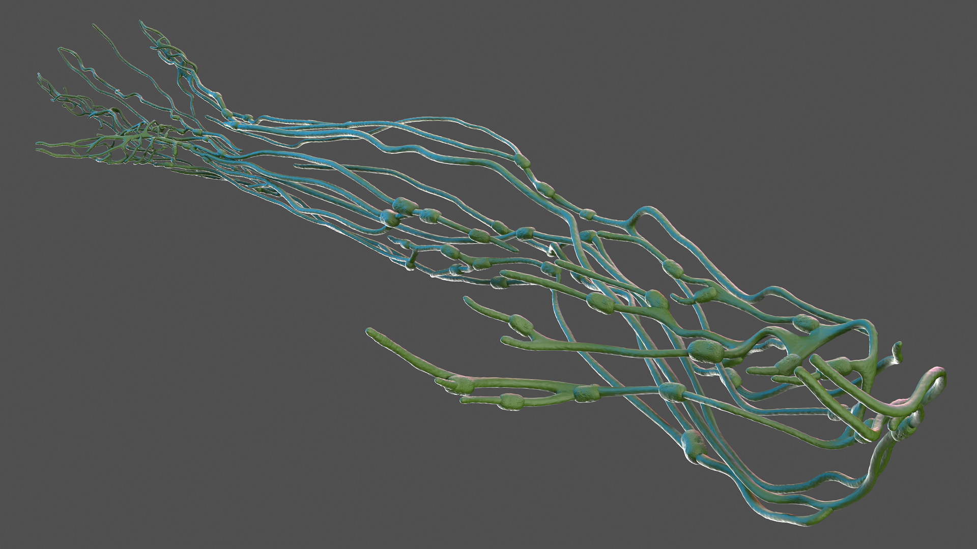 3D model Male Arm Full Anatomy and Skin