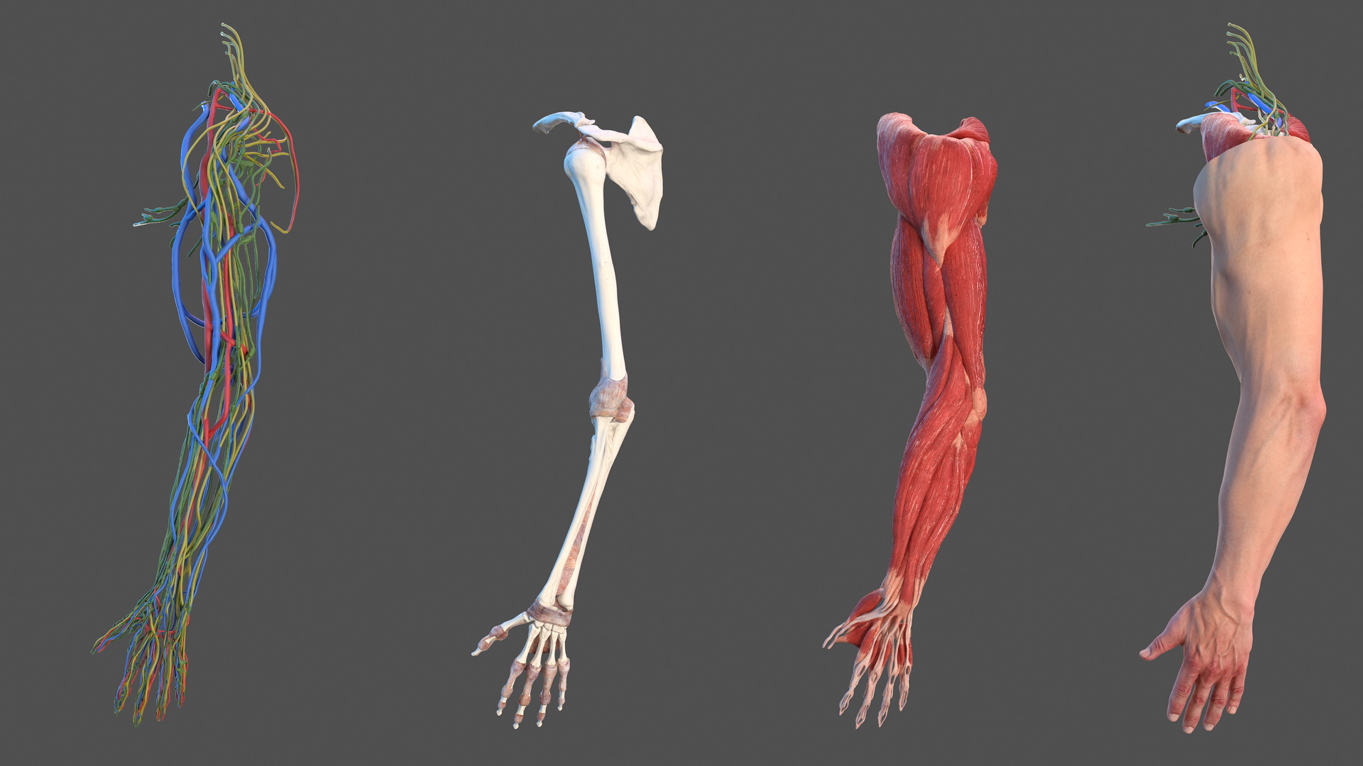 3D model Male Arm Full Anatomy and Skin