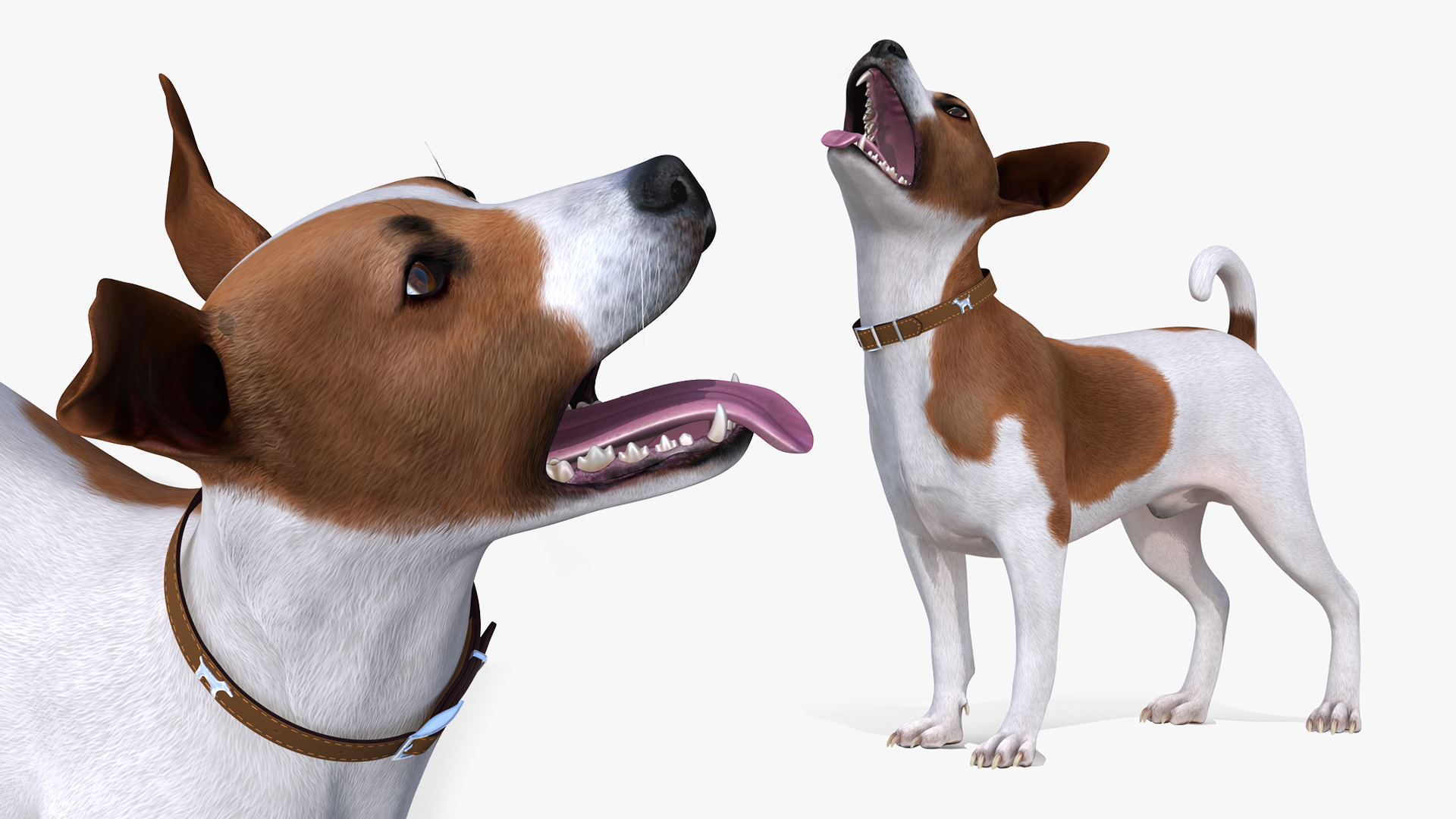 3D model Spotted Jack Russell Terrier Rigged