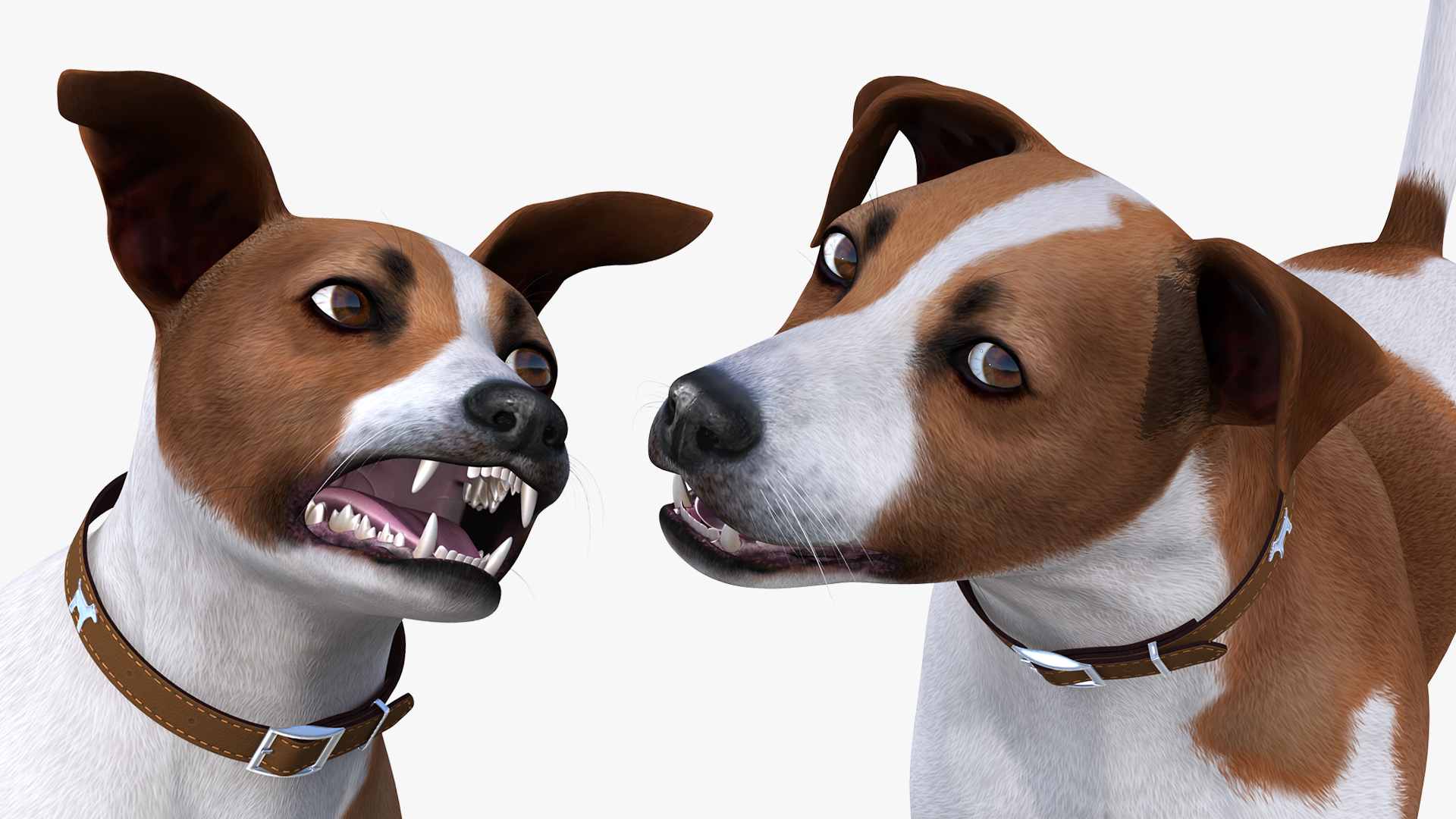 3D model Spotted Jack Russell Terrier Rigged