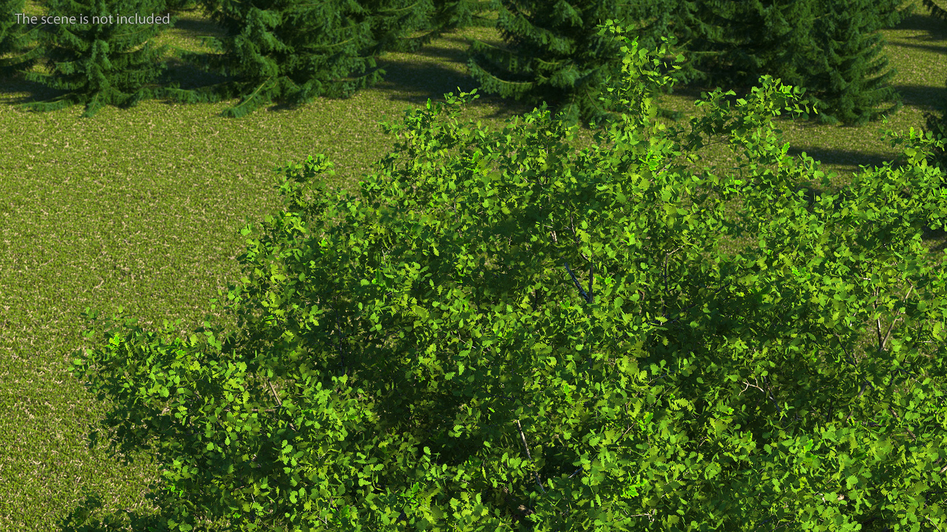 3D Realistic Oak Tree model
