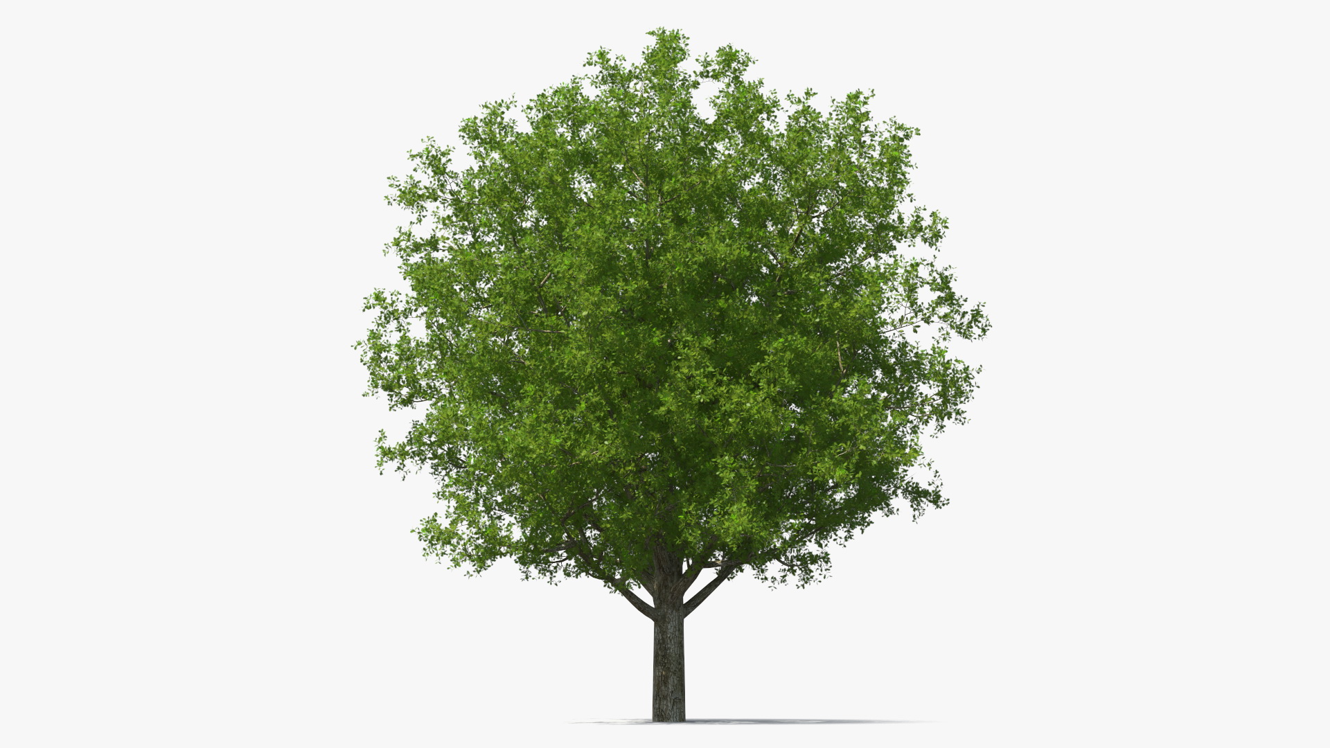 3D Realistic Oak Tree model
