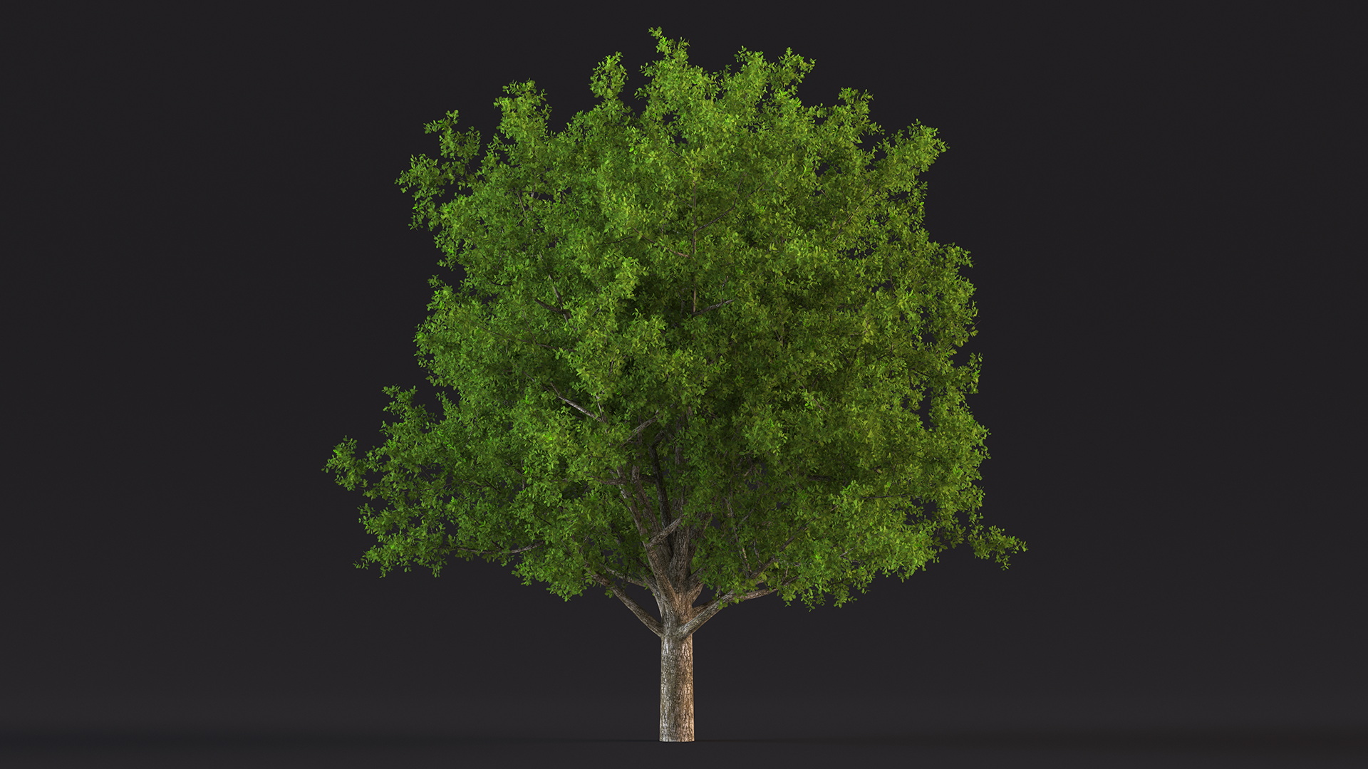 3D Realistic Oak Tree model
