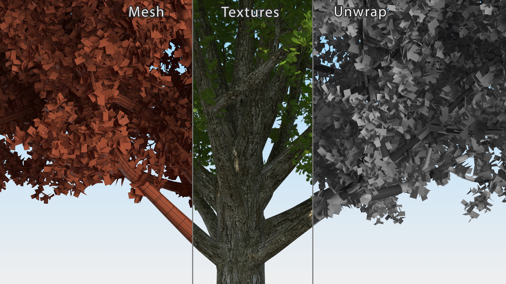 3D Realistic Oak Tree model