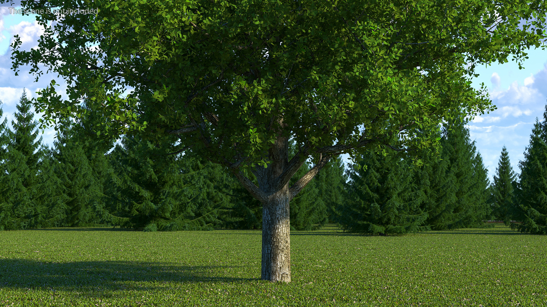 3D Realistic Oak Tree model