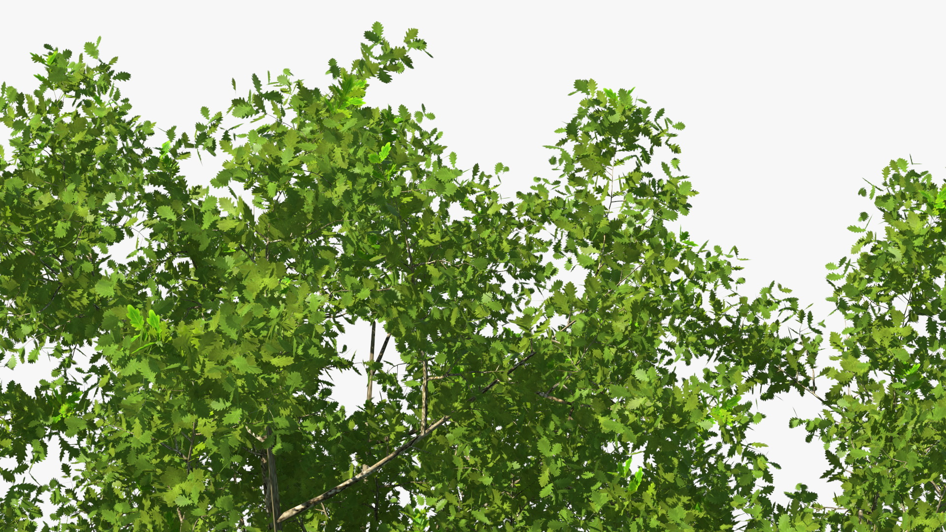 3D Realistic Oak Tree model