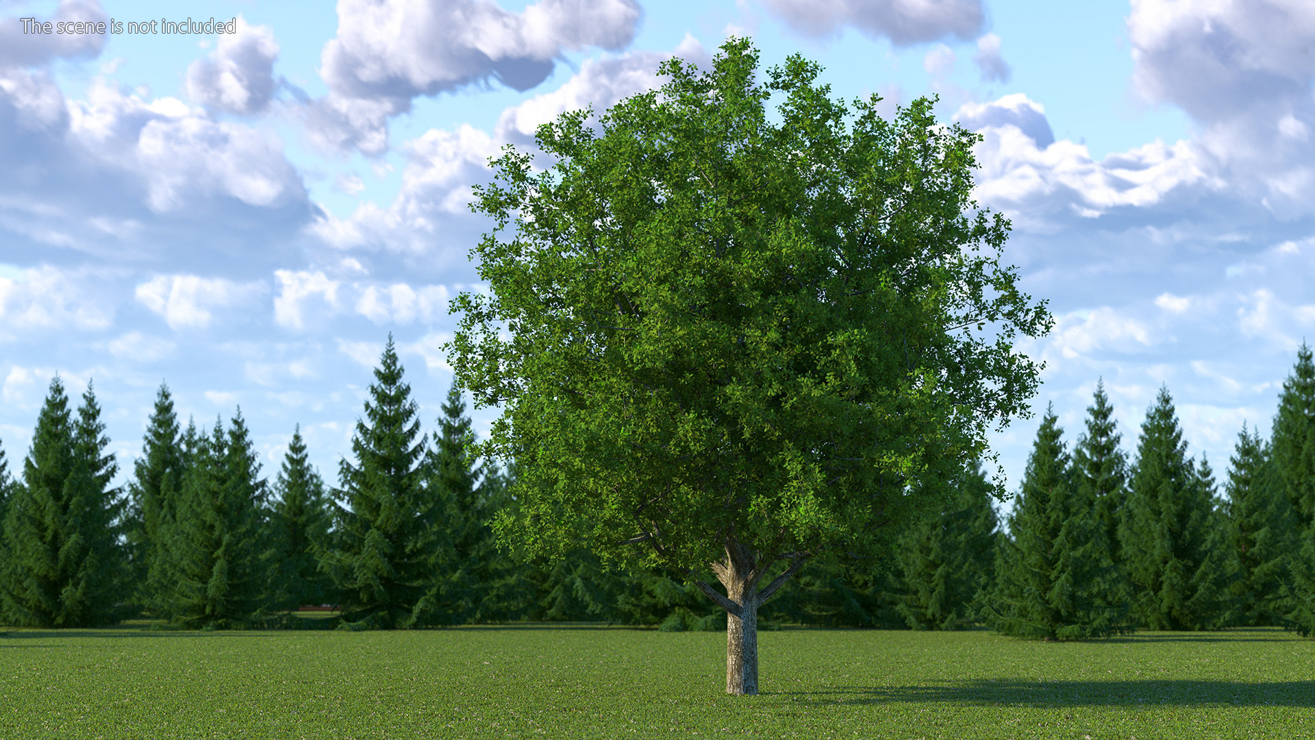 3D Realistic Oak Tree model