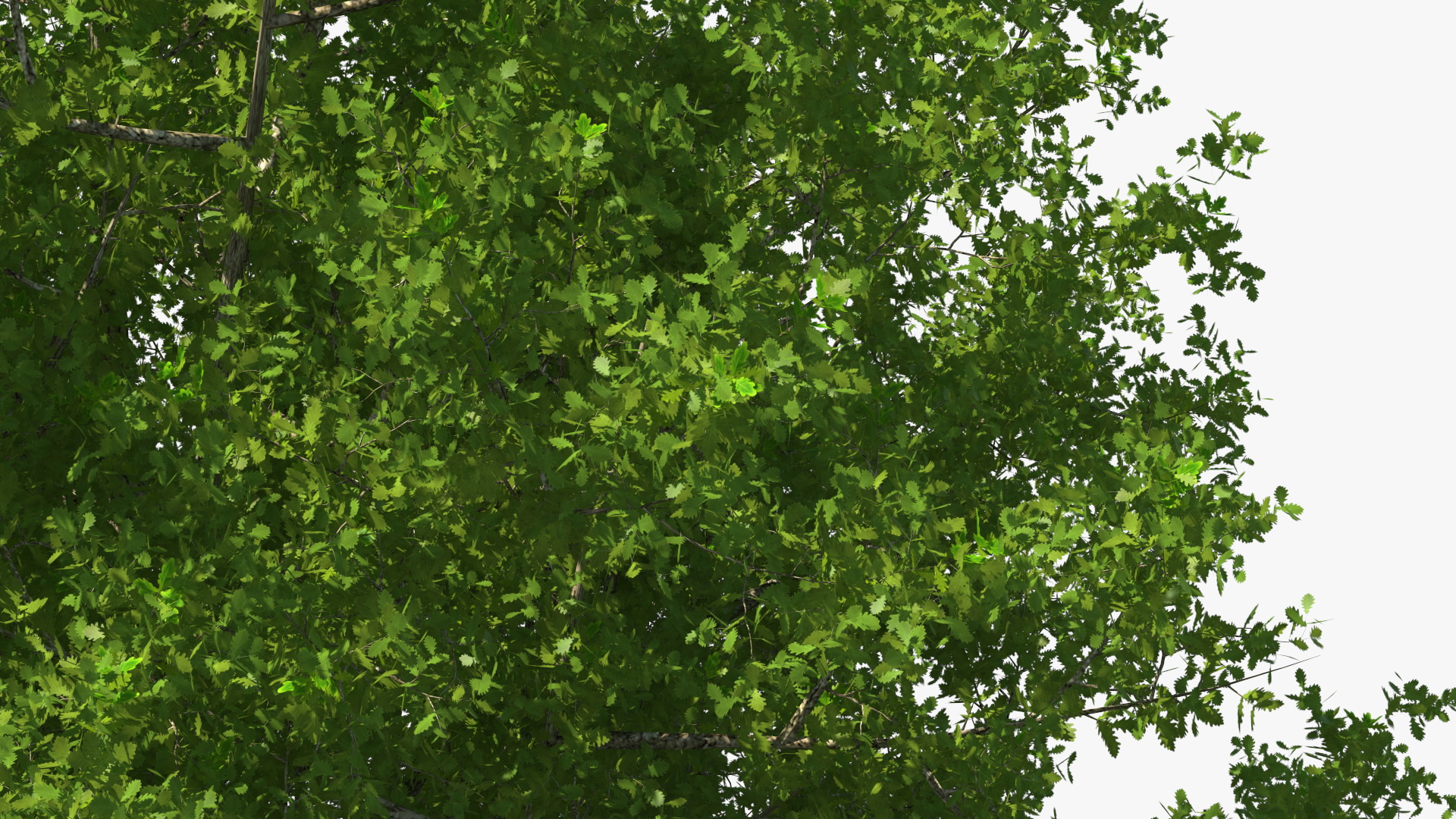 3D Realistic Oak Tree model