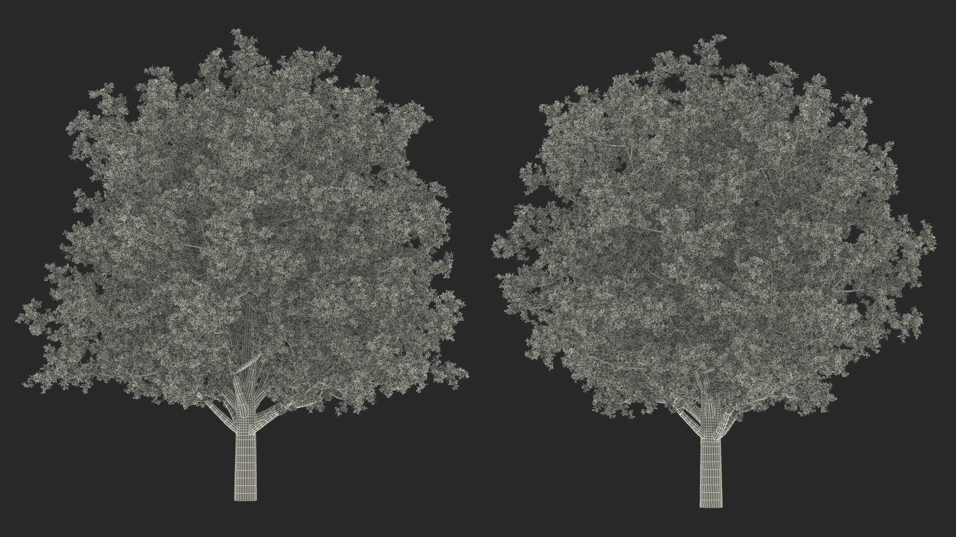 3D Realistic Oak Tree model