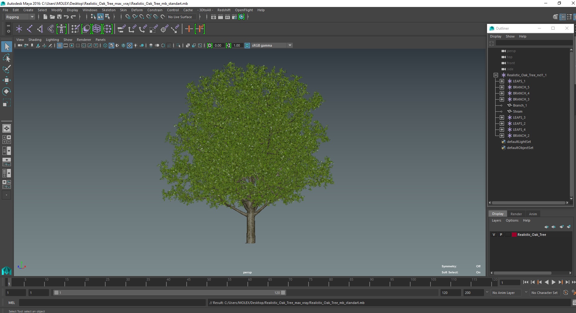 3D Realistic Oak Tree model