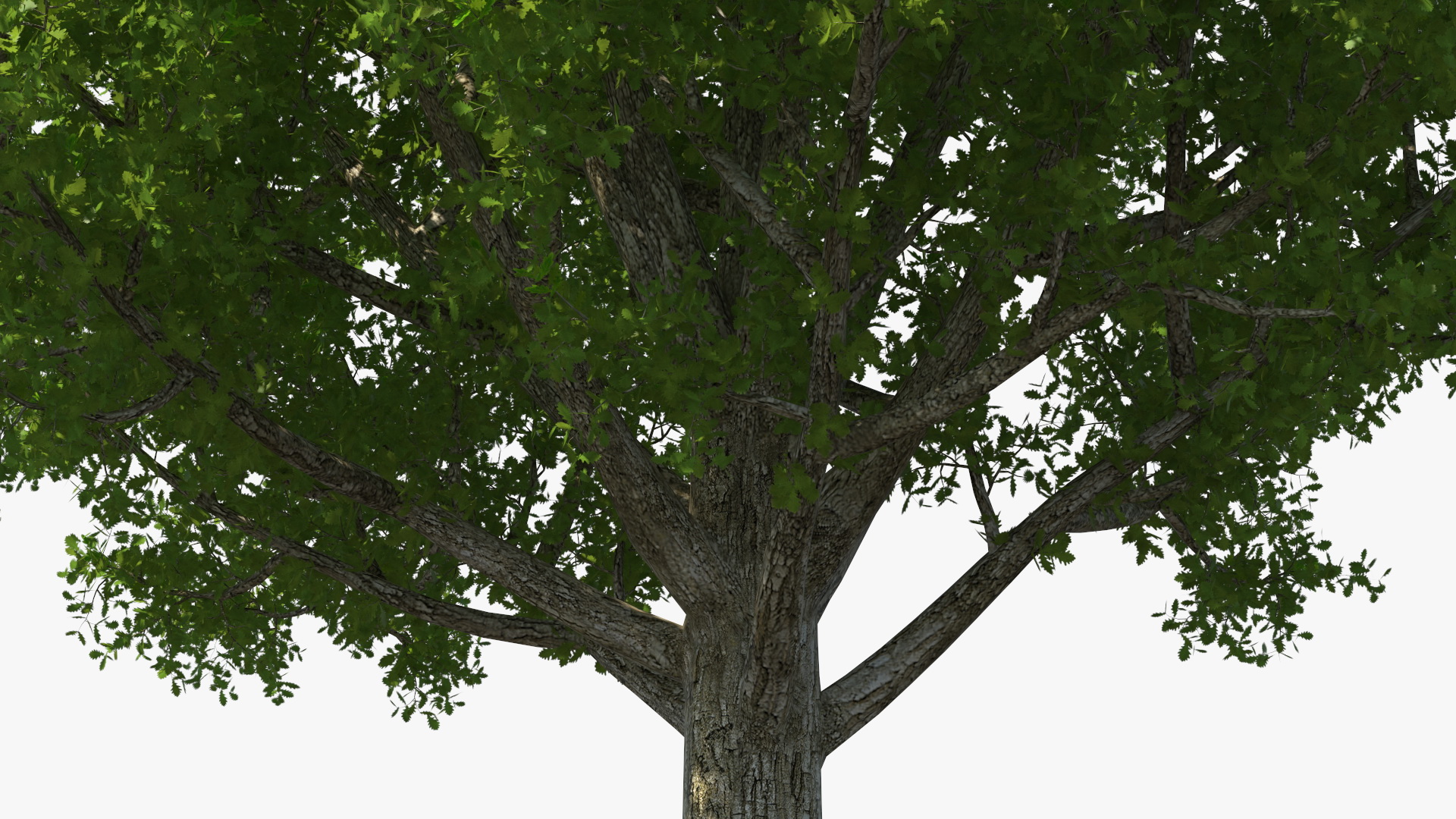 3D Realistic Oak Tree model